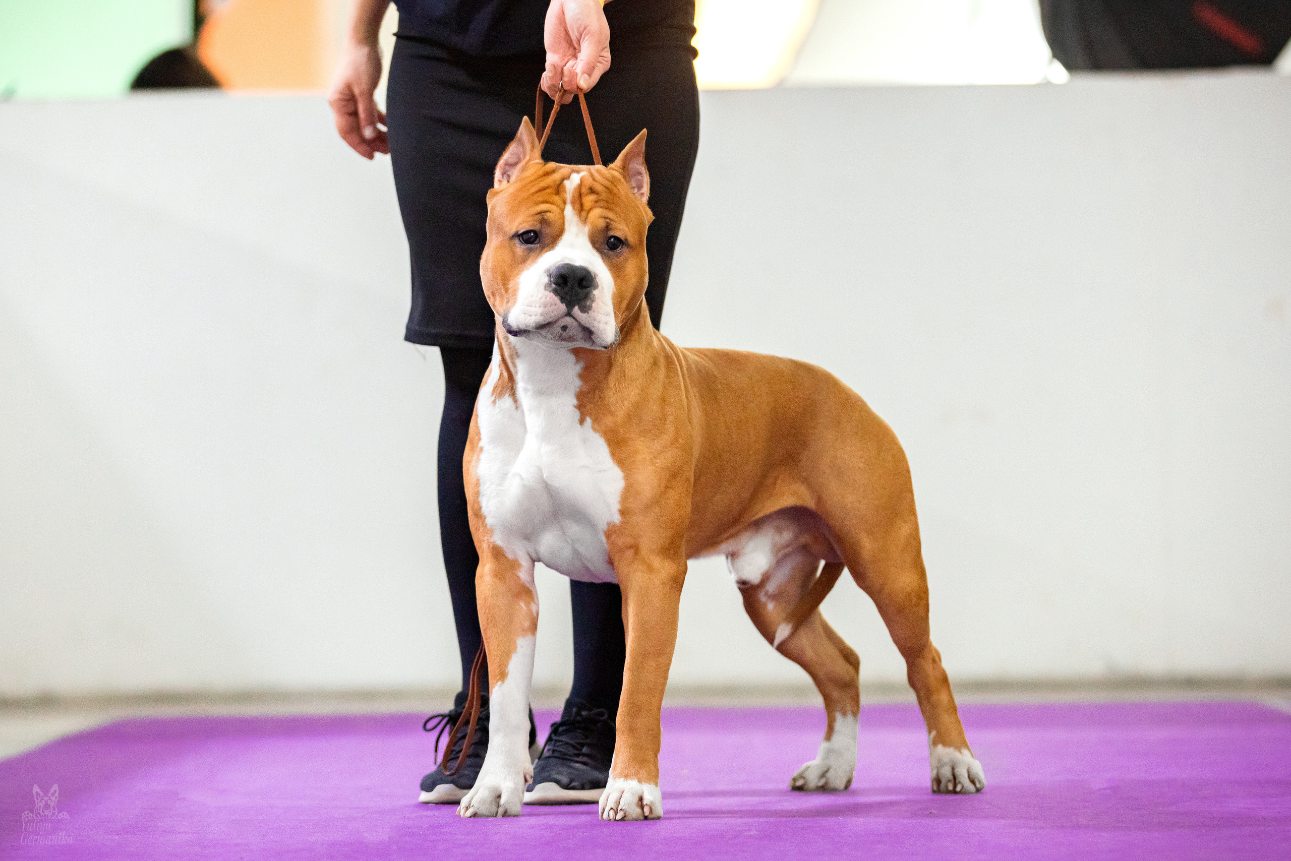 Чайна-Таун 5-8.01.2023. Фотограф-анималист Юлия Германика