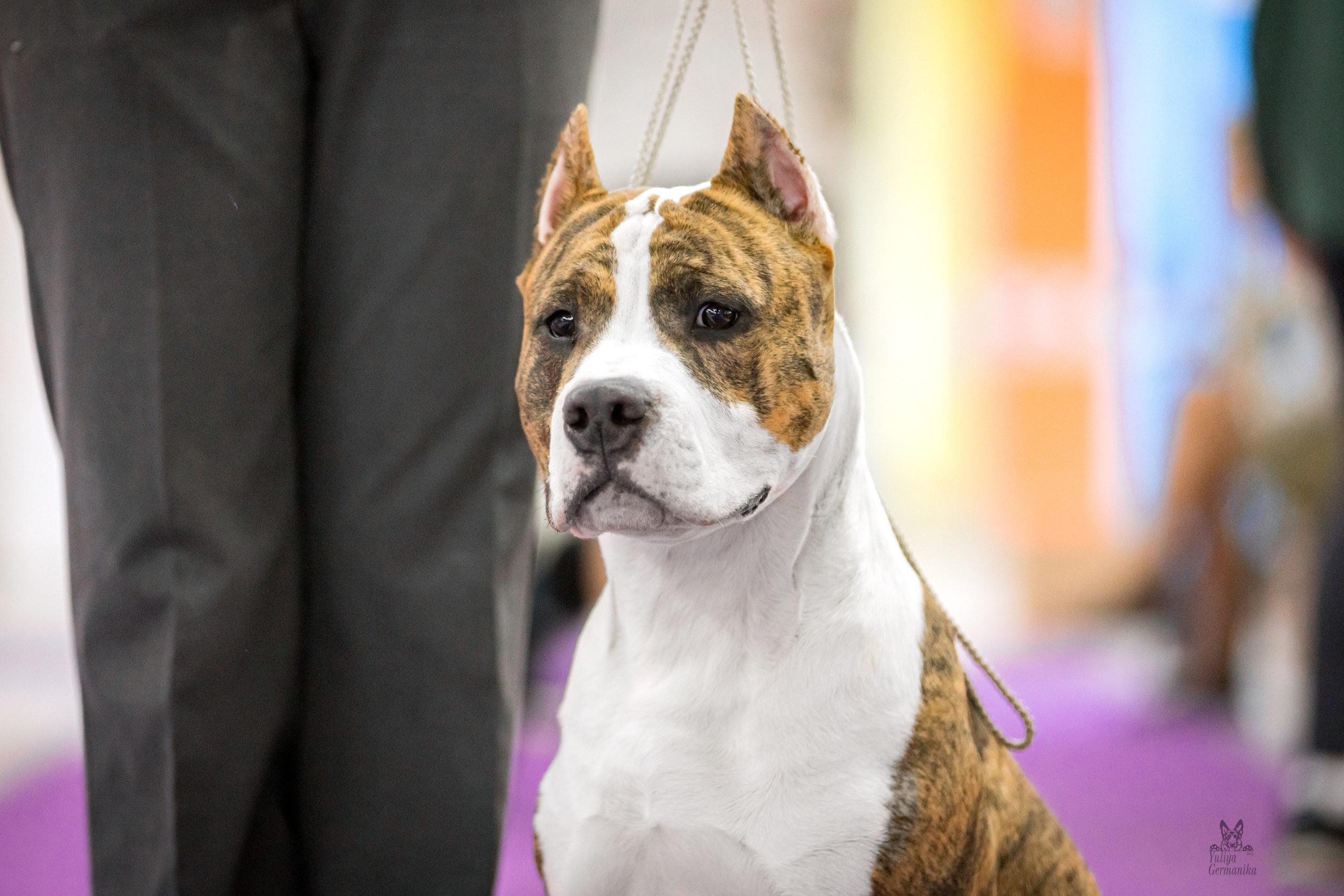 Чайна-Таун 15,21 и 22.01.2023. Фотограф-анималист Юлия Германика