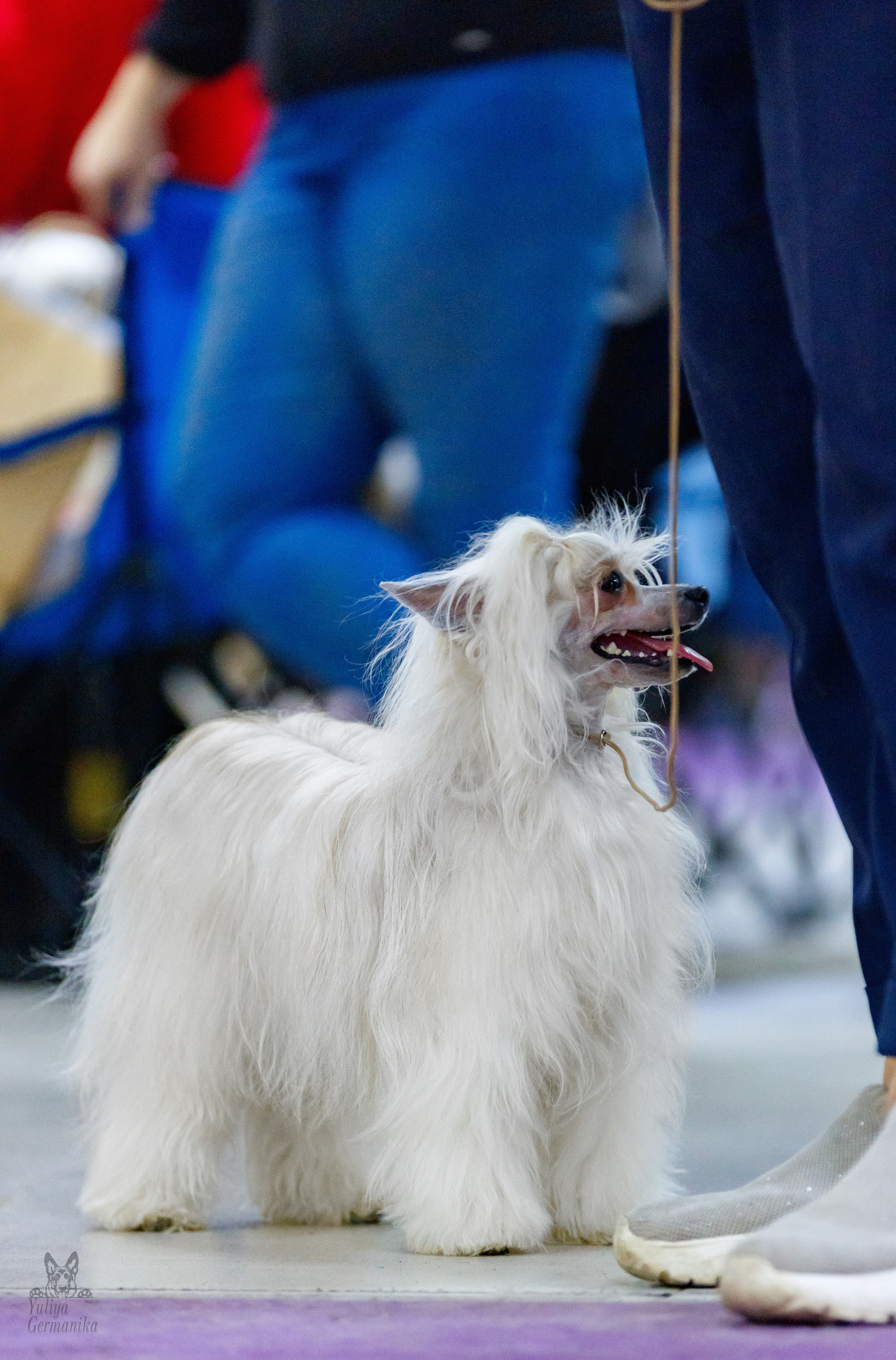 Чайна-Таун 3 и 10.12.2022. Фотограф-анималист Юлия Германика