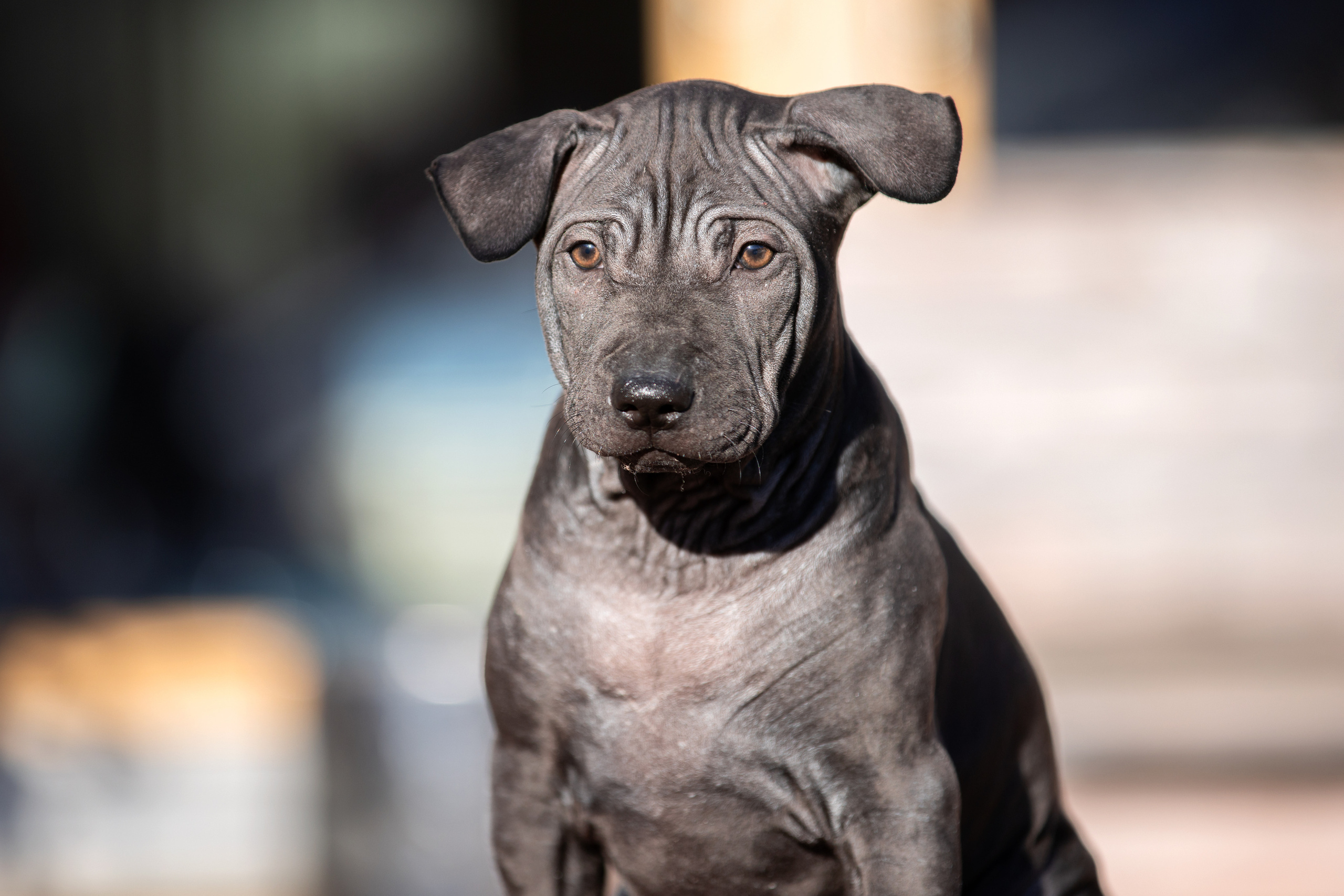 Съёмки щенков и котят. Фотограф-анималист Юлия Германика