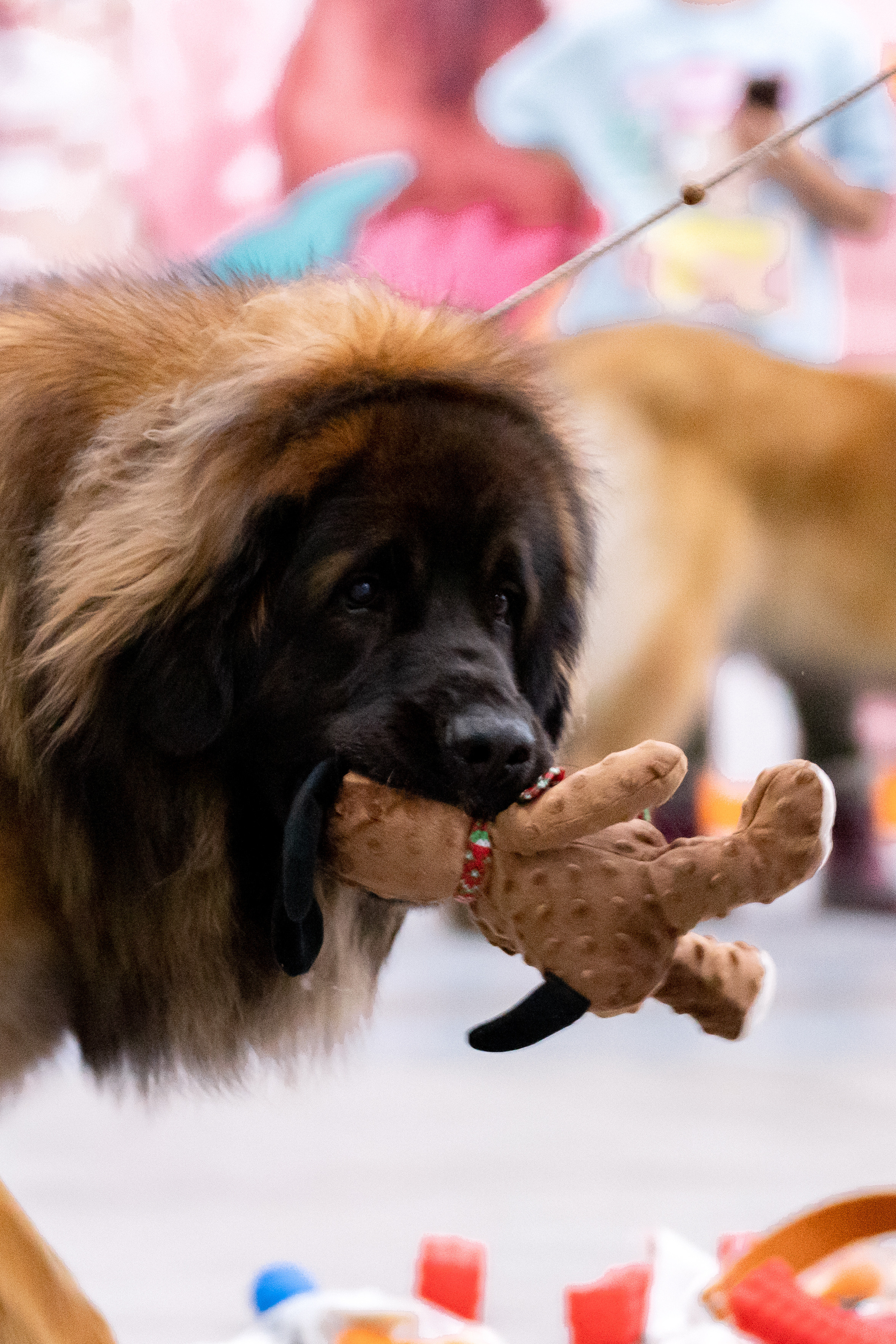 Питер 17-18.12.2022. Фотограф-анималист Юлия Германика