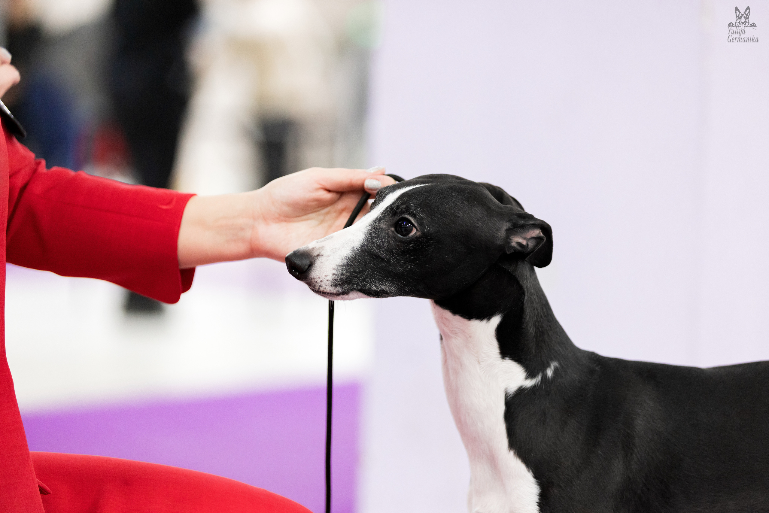 Чайна-Таун 5-8.01.2023. Фотограф-анималист Юлия Германика