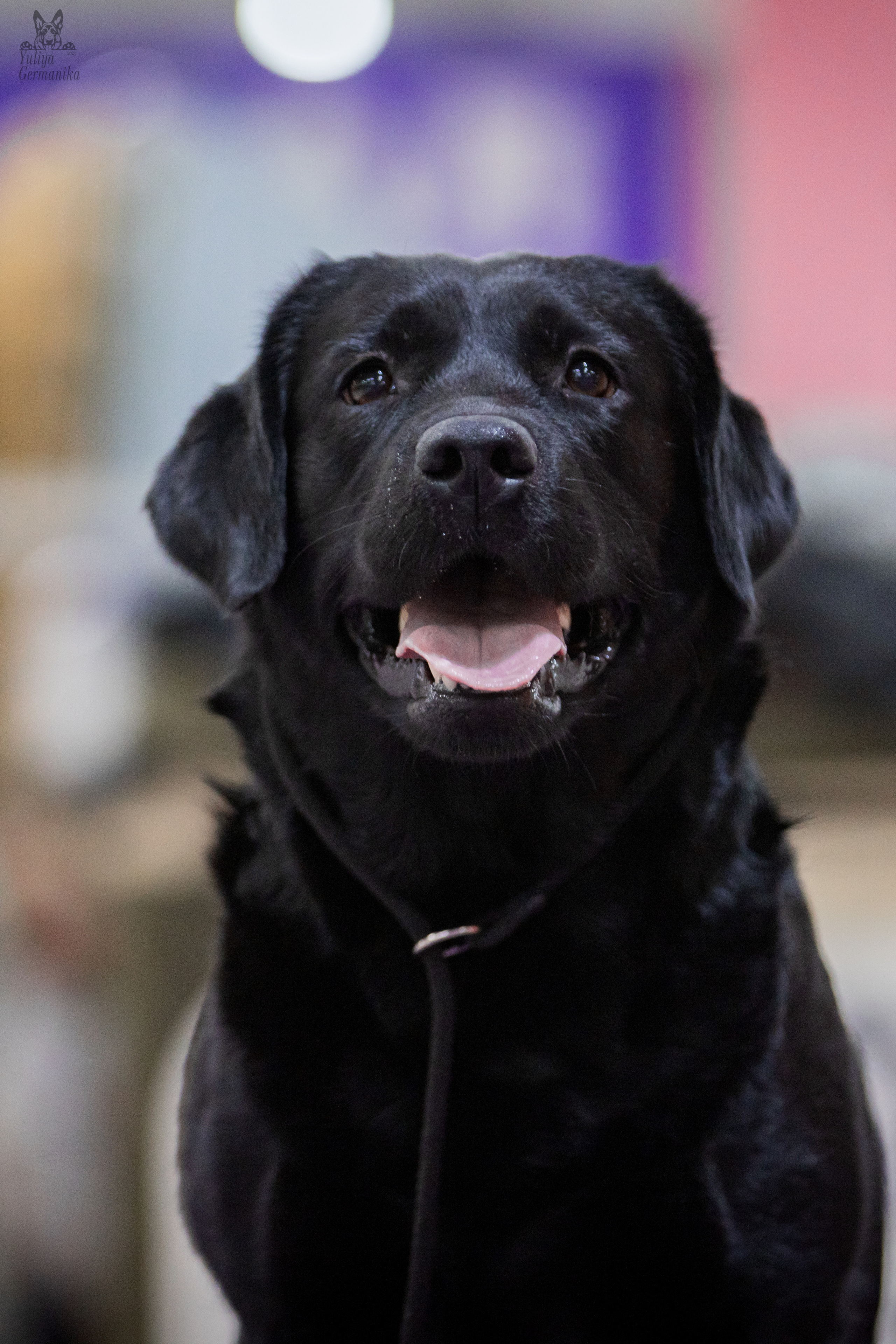 Чайна-Таун 4-5.02.2023. Фотограф-анималист Юлия Германика