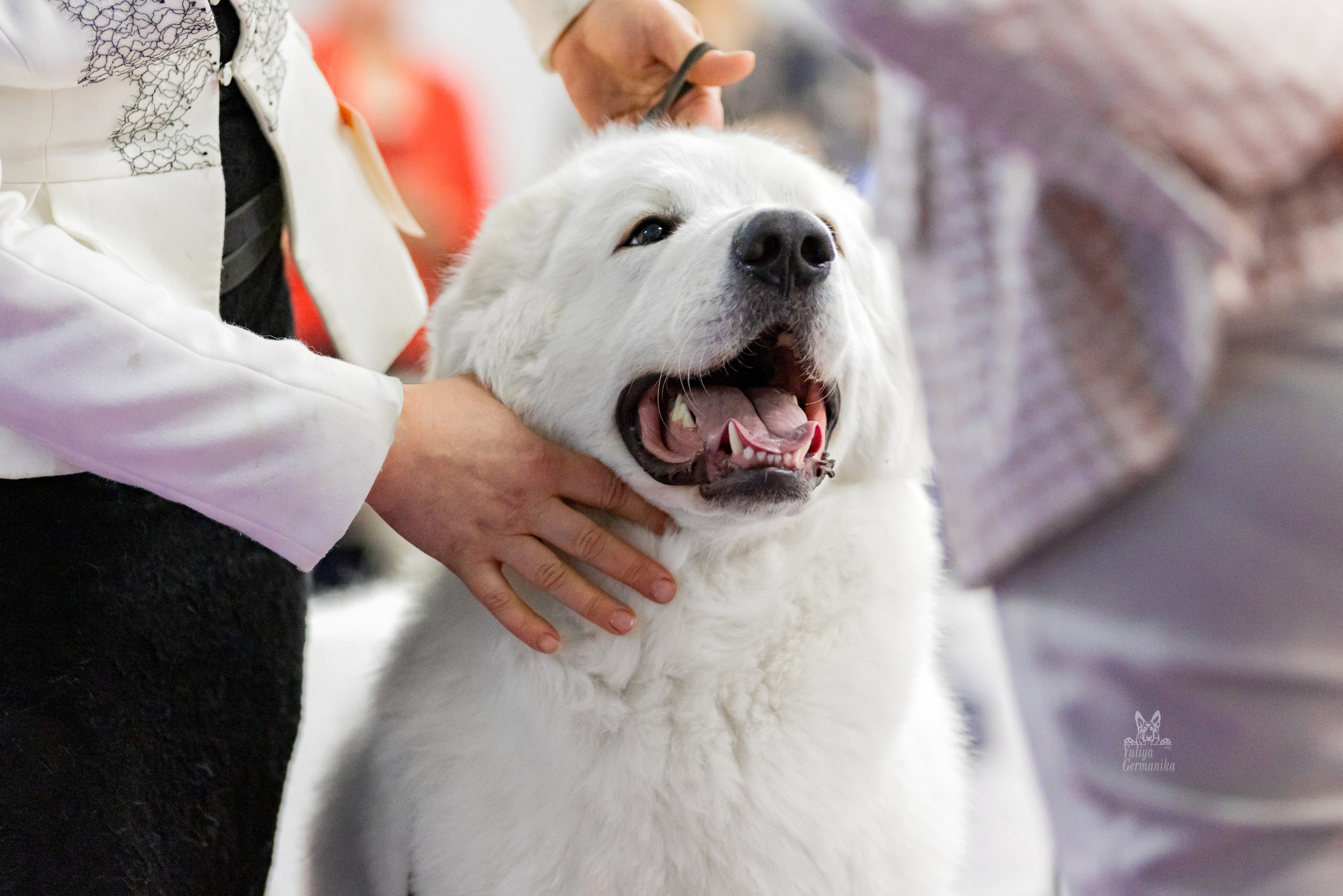 Чайна-Таун 24-25.12.2022. Фотограф-анималист Юлия Германика
