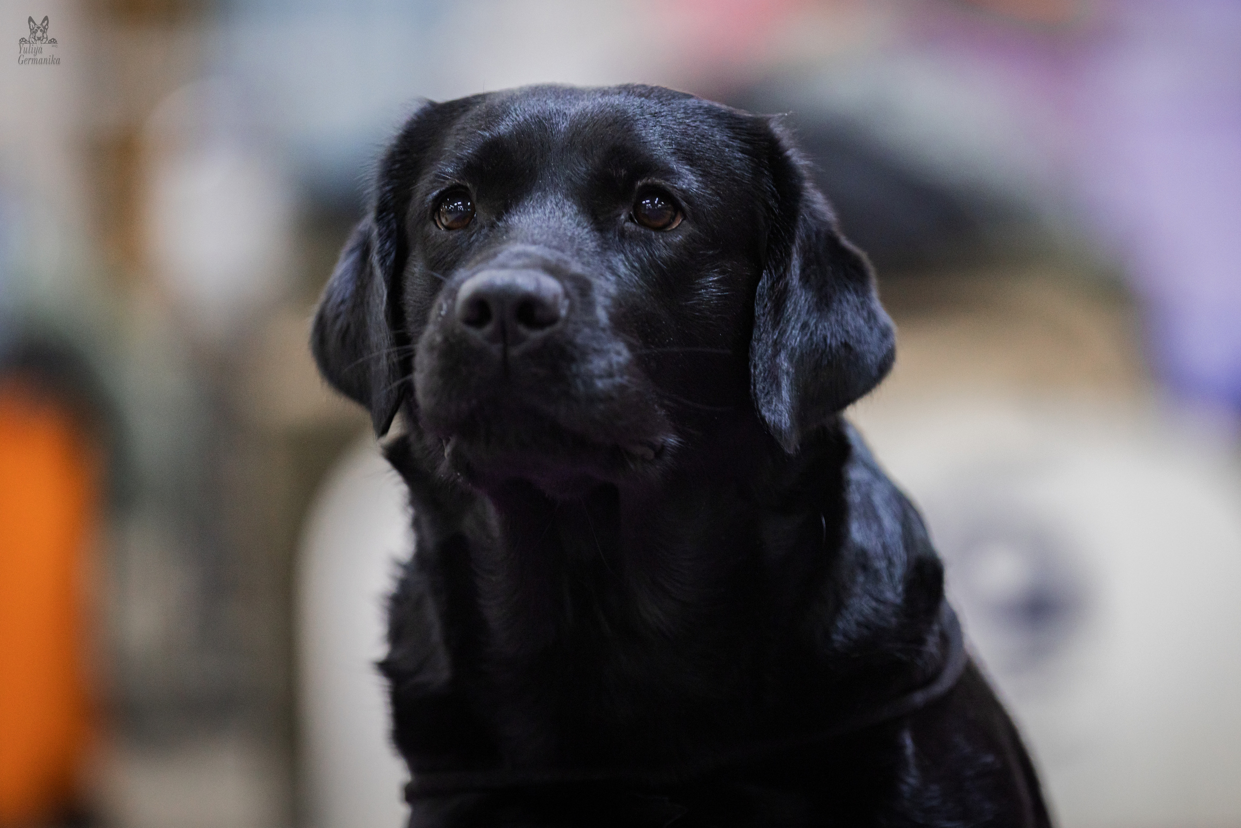 Чайна-Таун 4-5.02.2023. Фотограф-анималист Юлия Германика