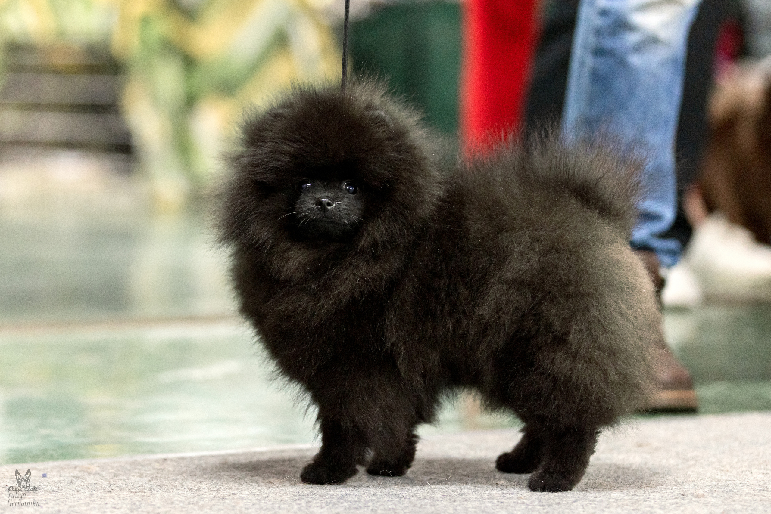 Сфера 5.03.2023. Фотограф-анималист Юлия Германика