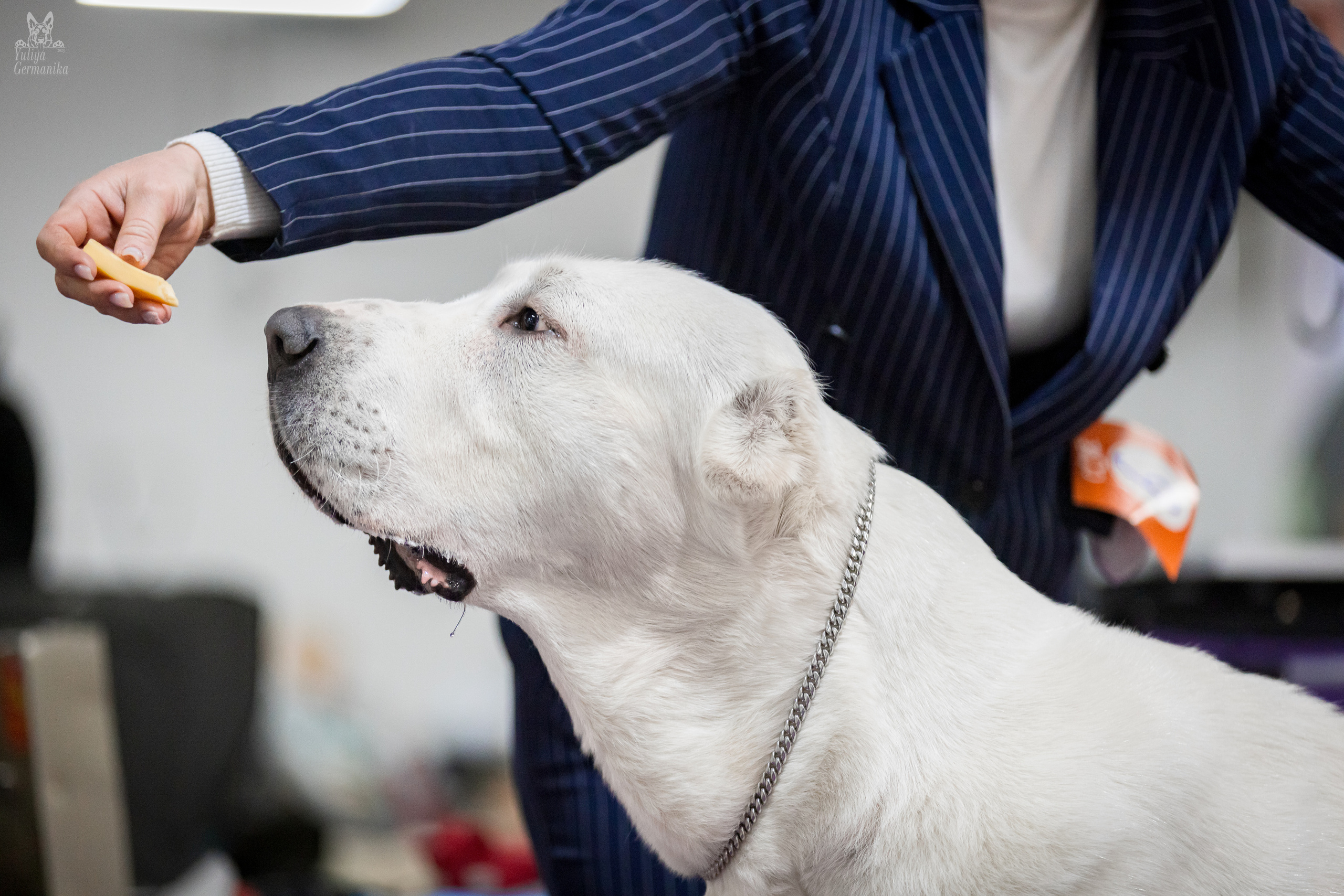 Чайна-Таун 5-8.01.2023. Фотограф-анималист Юлия Германика