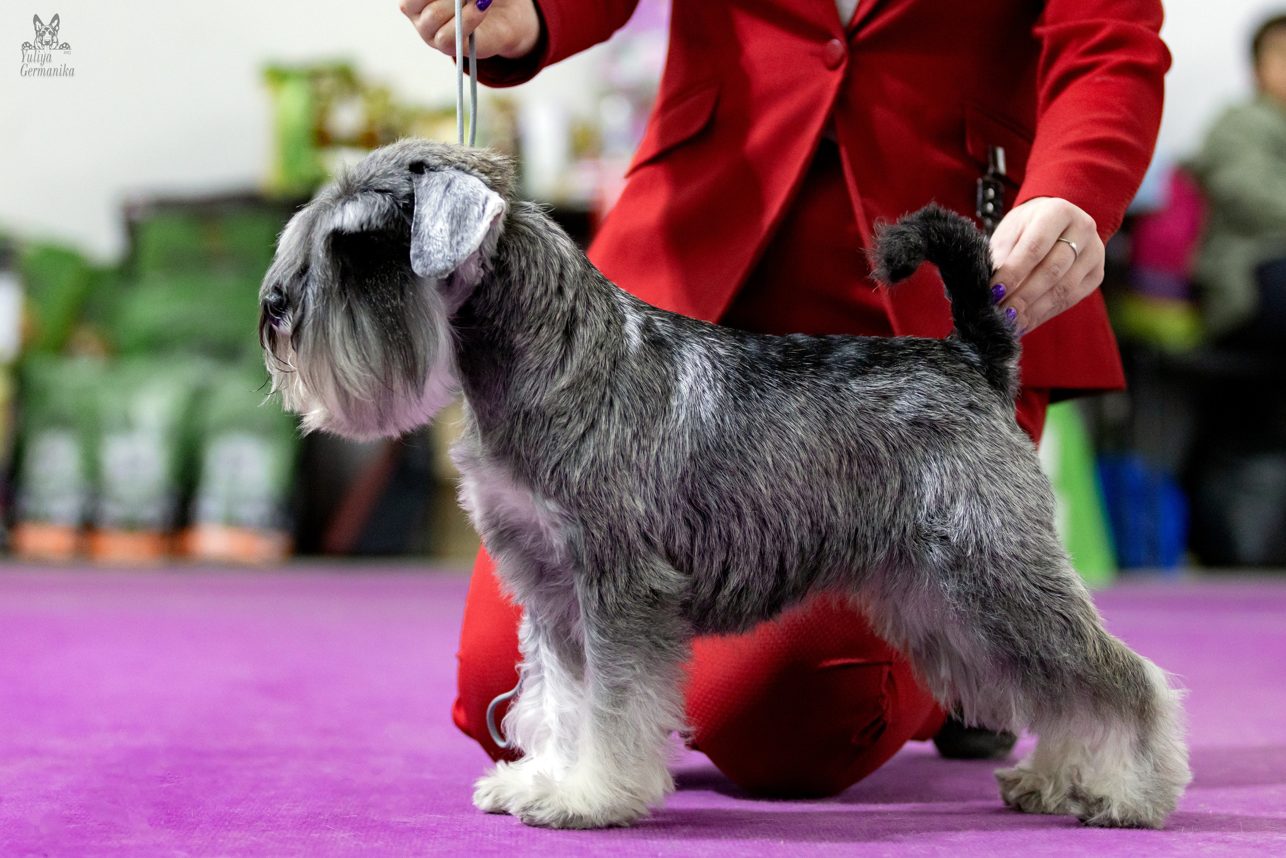 Чайна-Таун 4-5.02.2023. Фотограф-анималист Юлия Германика