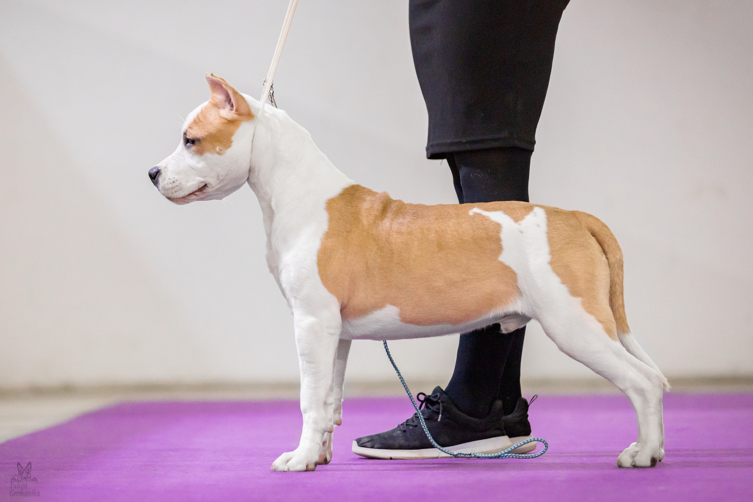 Чайна-Таун 5-8.01.2023. Фотограф-анималист Юлия Германика