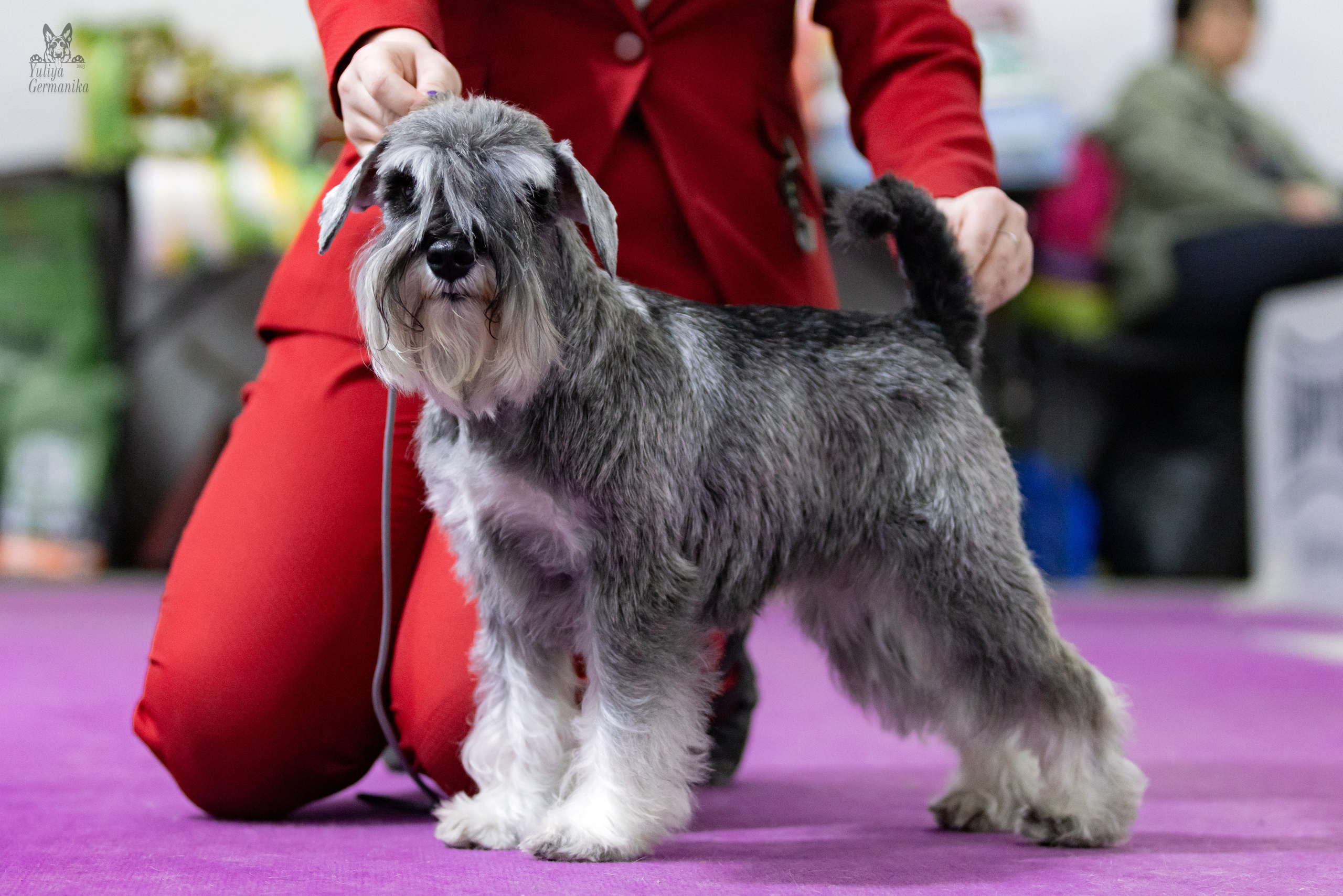 Чайна-Таун 4-5.02.2023. Фотограф-анималист Юлия Германика