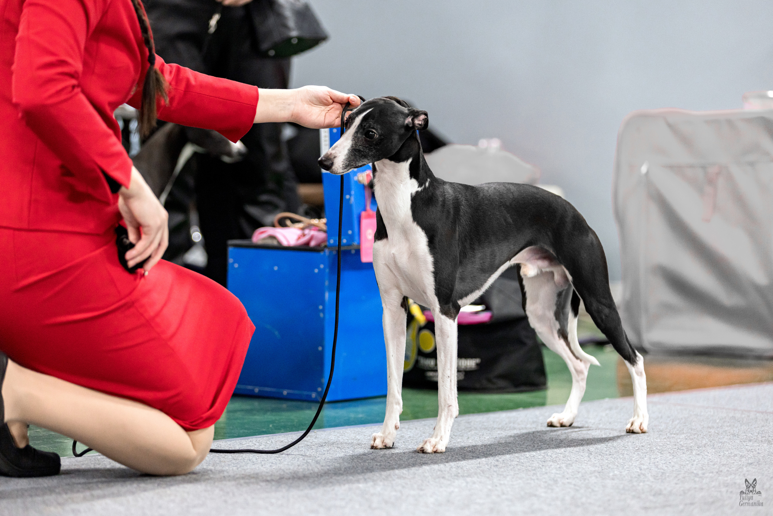 Сфера 5.03.2023. Фотограф-анималист Юлия Германика