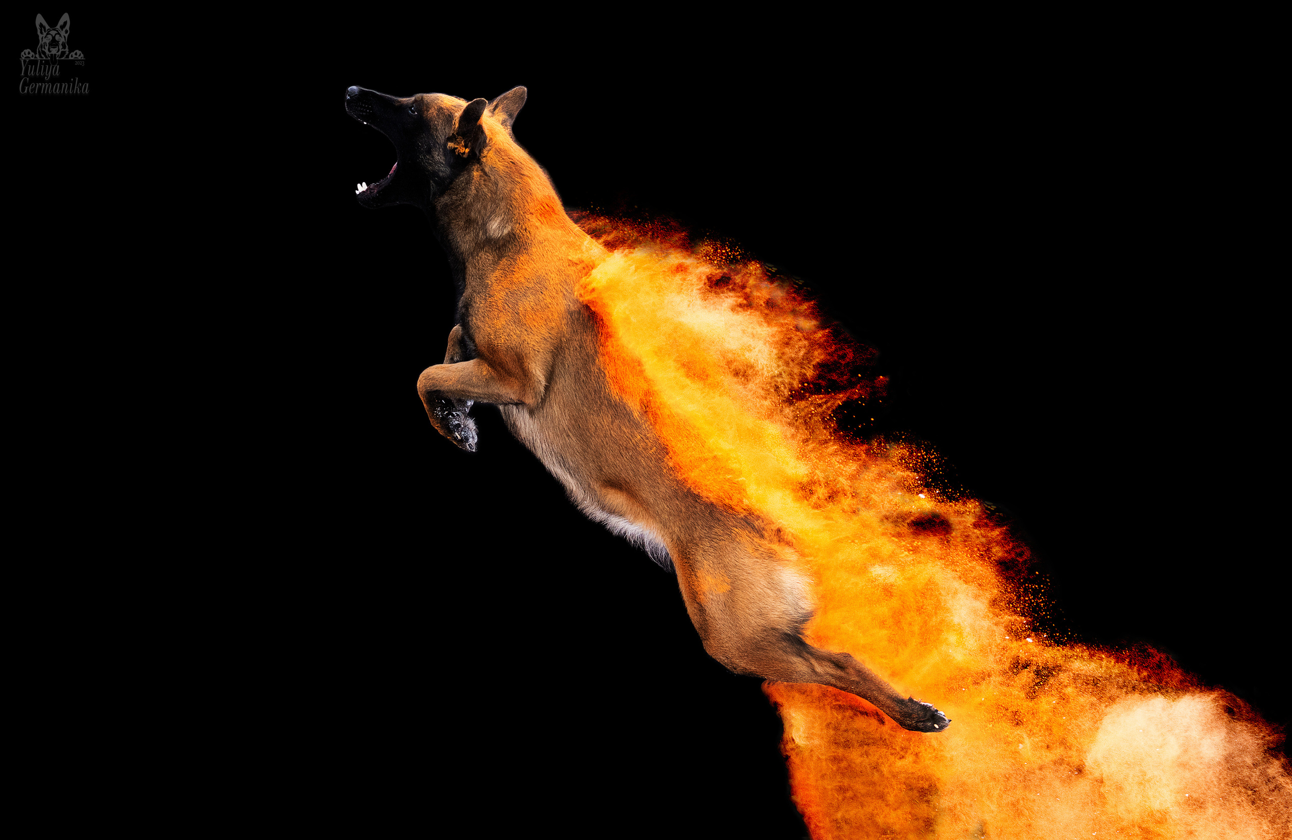 Краски Холли. Фотограф-анималист Юлия Германика