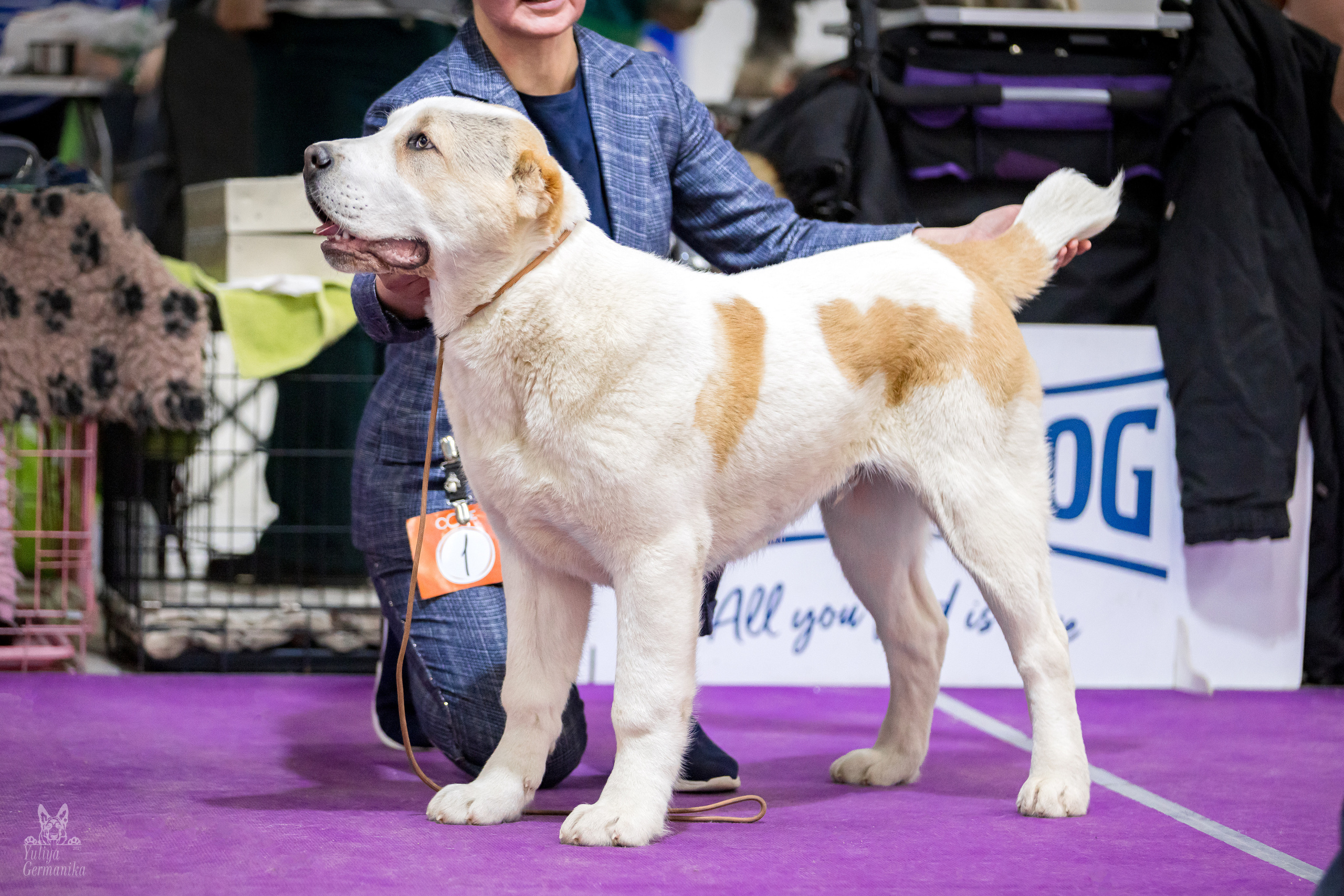 Чайна-Таун 5-8.01.2023. Фотограф-анималист Юлия Германика