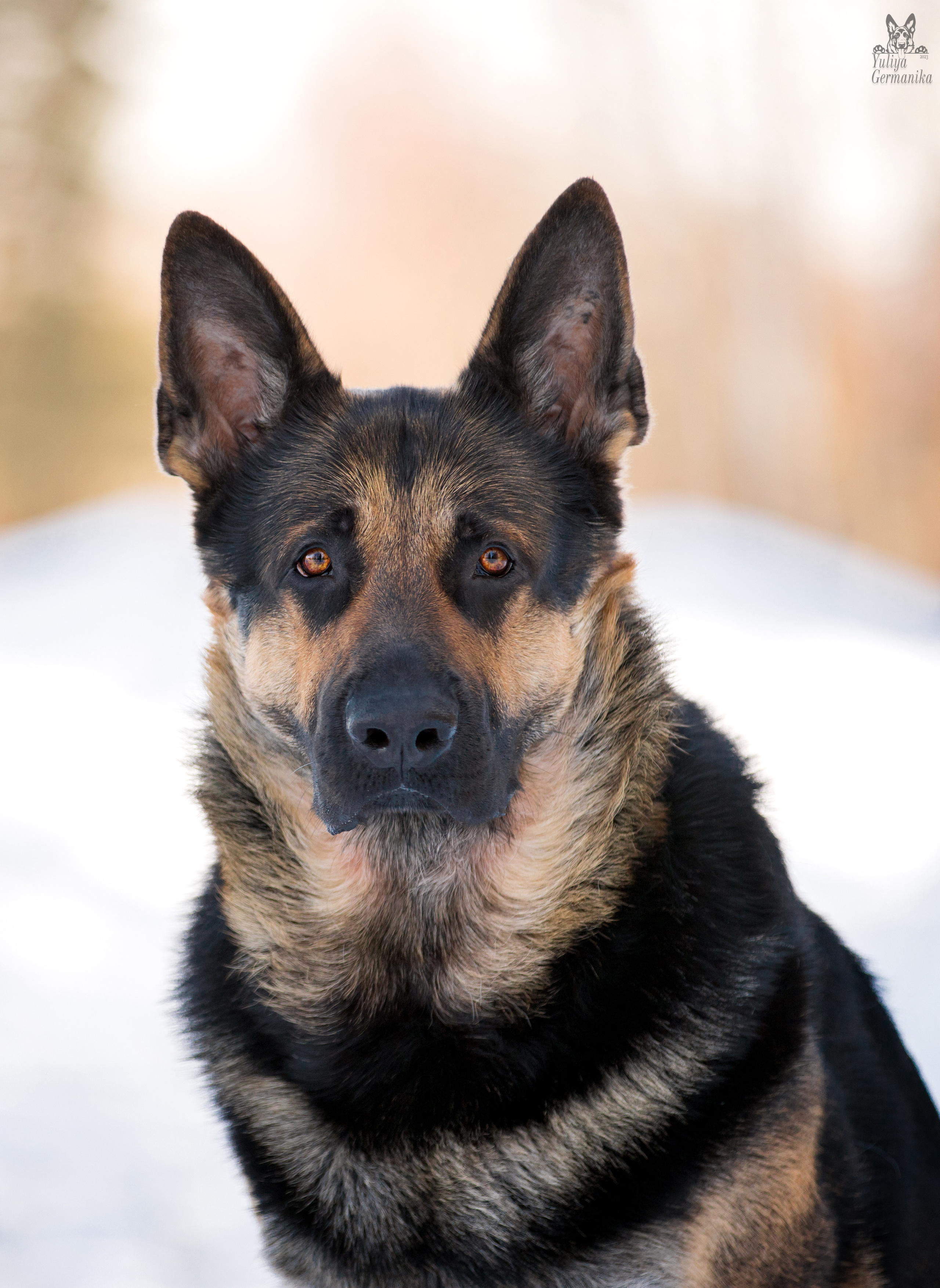 Тверь 19.03.2023. Фотограф-анималист Юлия Германика