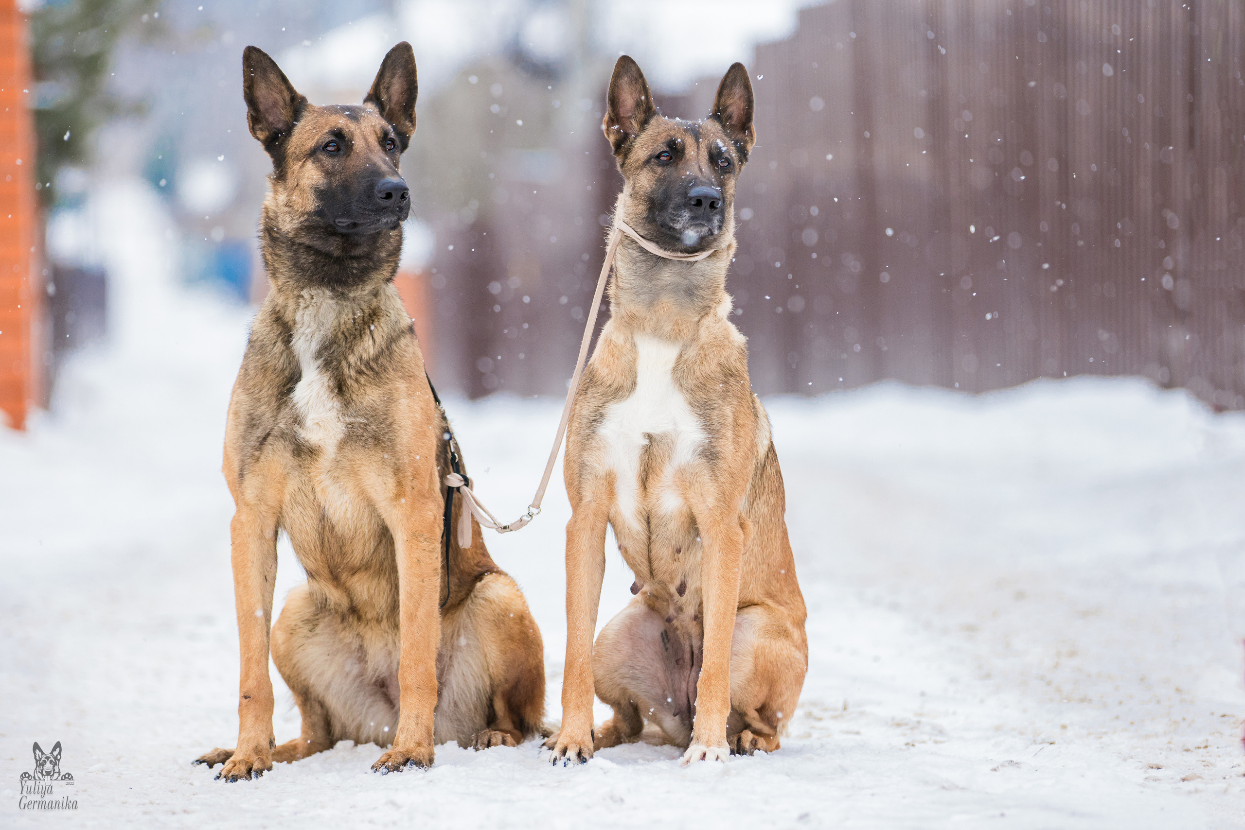 Свободная съемка. Фотограф-анималист Юлия Германика