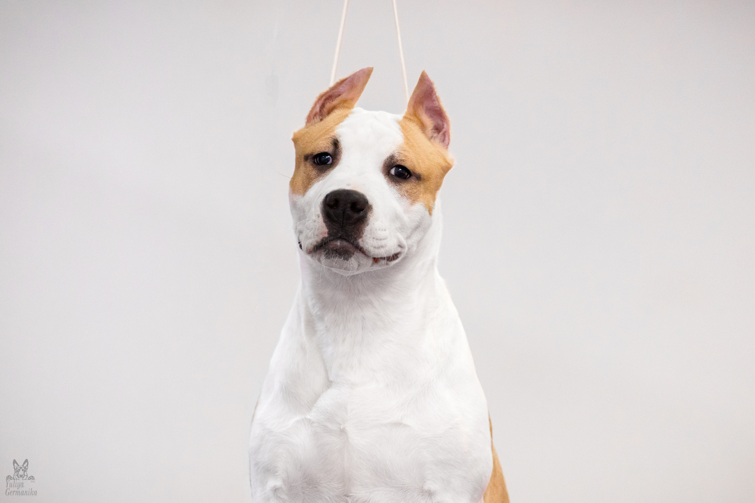 Чайна-Таун 5-8.01.2023. Фотограф-анималист Юлия Германика