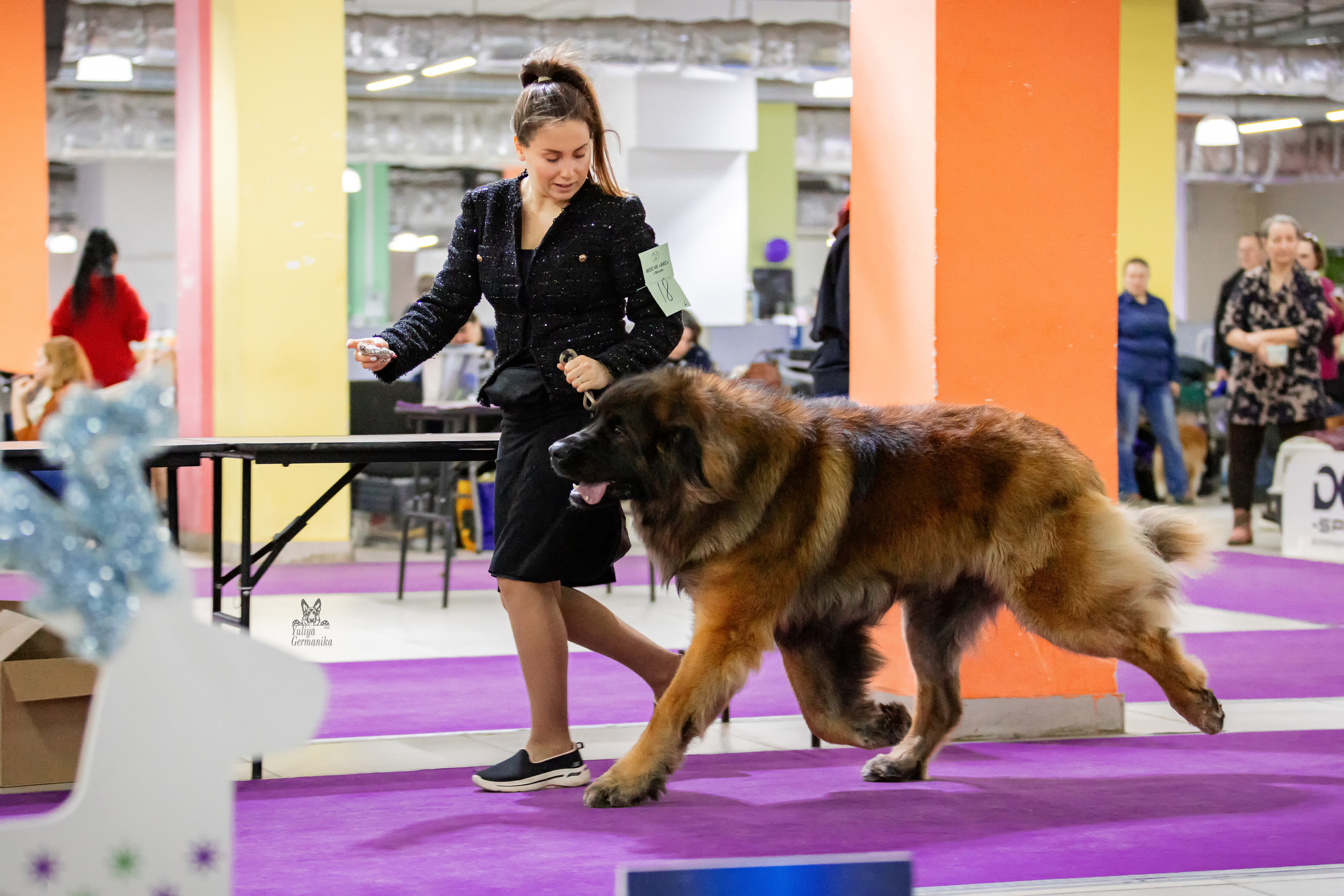 Чайна-Таун 24-25.12.2022. Фотограф-анималист Юлия Германика