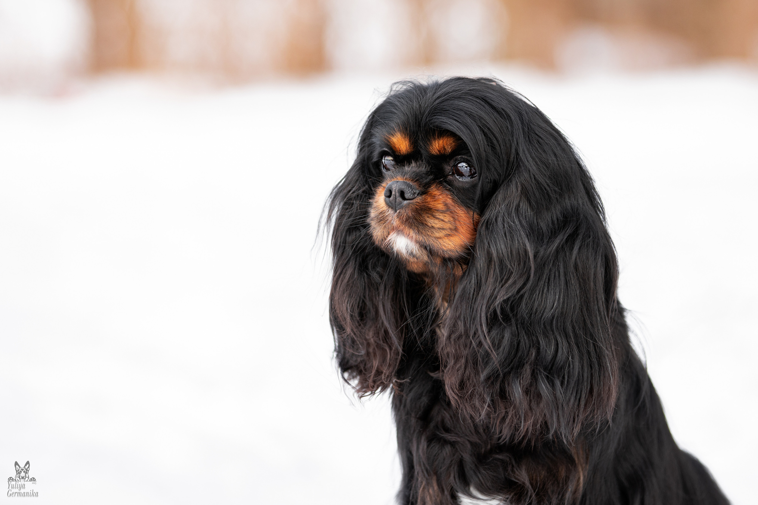 Тверь 19.03.2023. Фотограф-анималист Юлия Германика