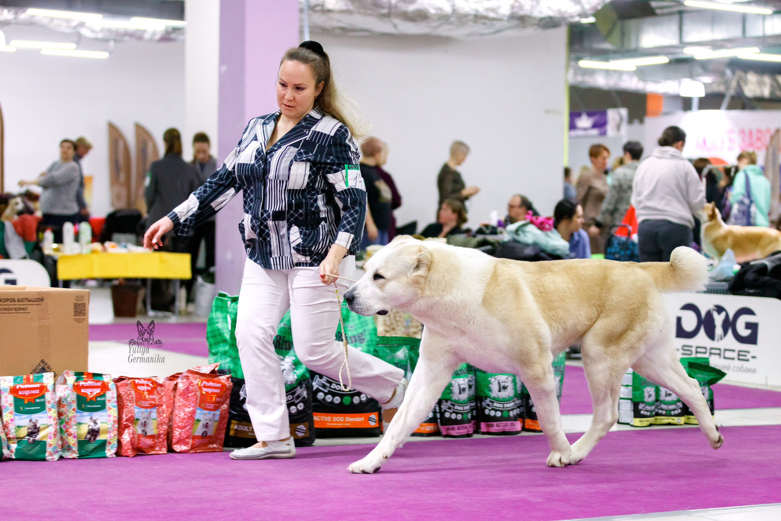 Чайна-Таун 3 и 10.12.2022. Фотограф-анималист Юлия Германика