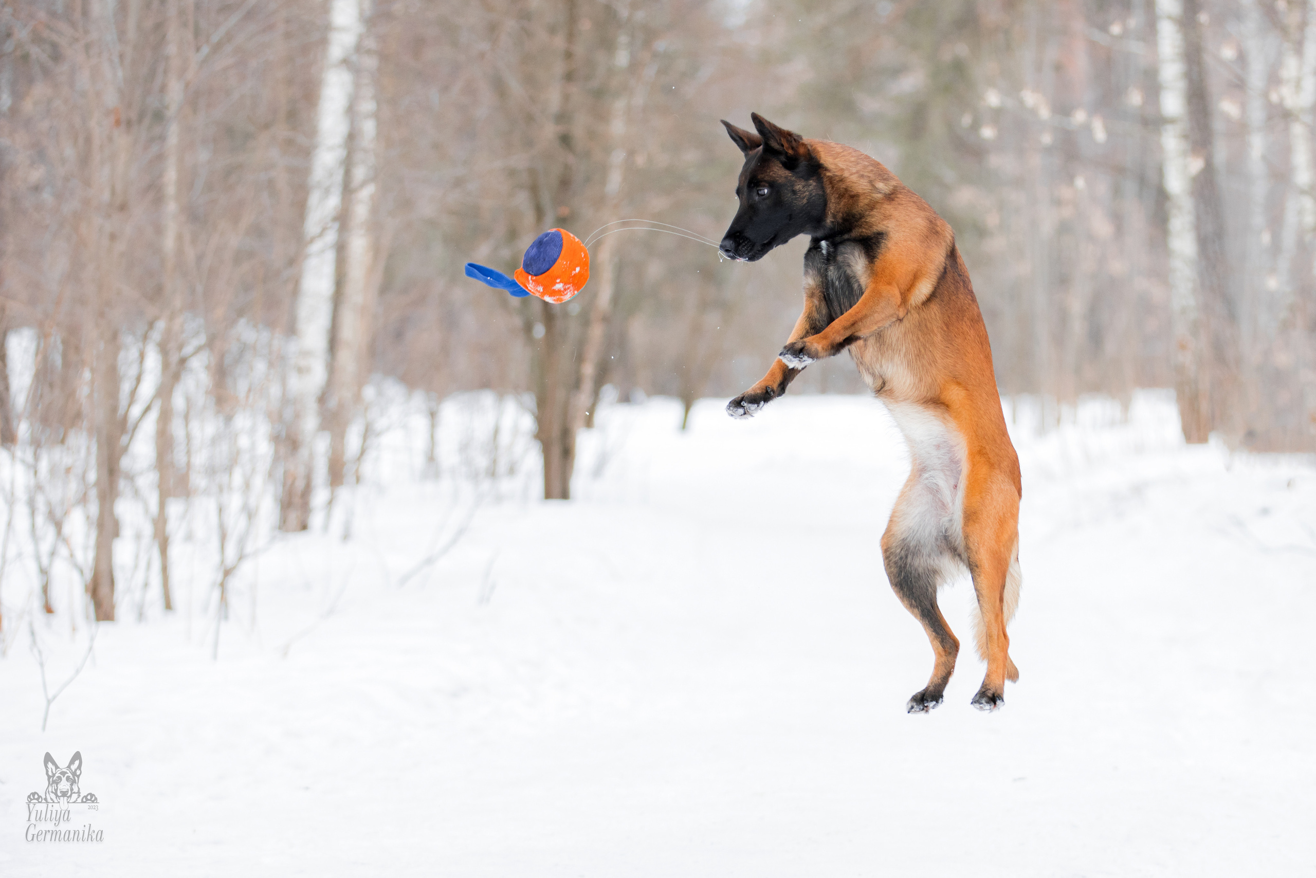 Свободная съемка. Фотограф-анималист Юлия Германика