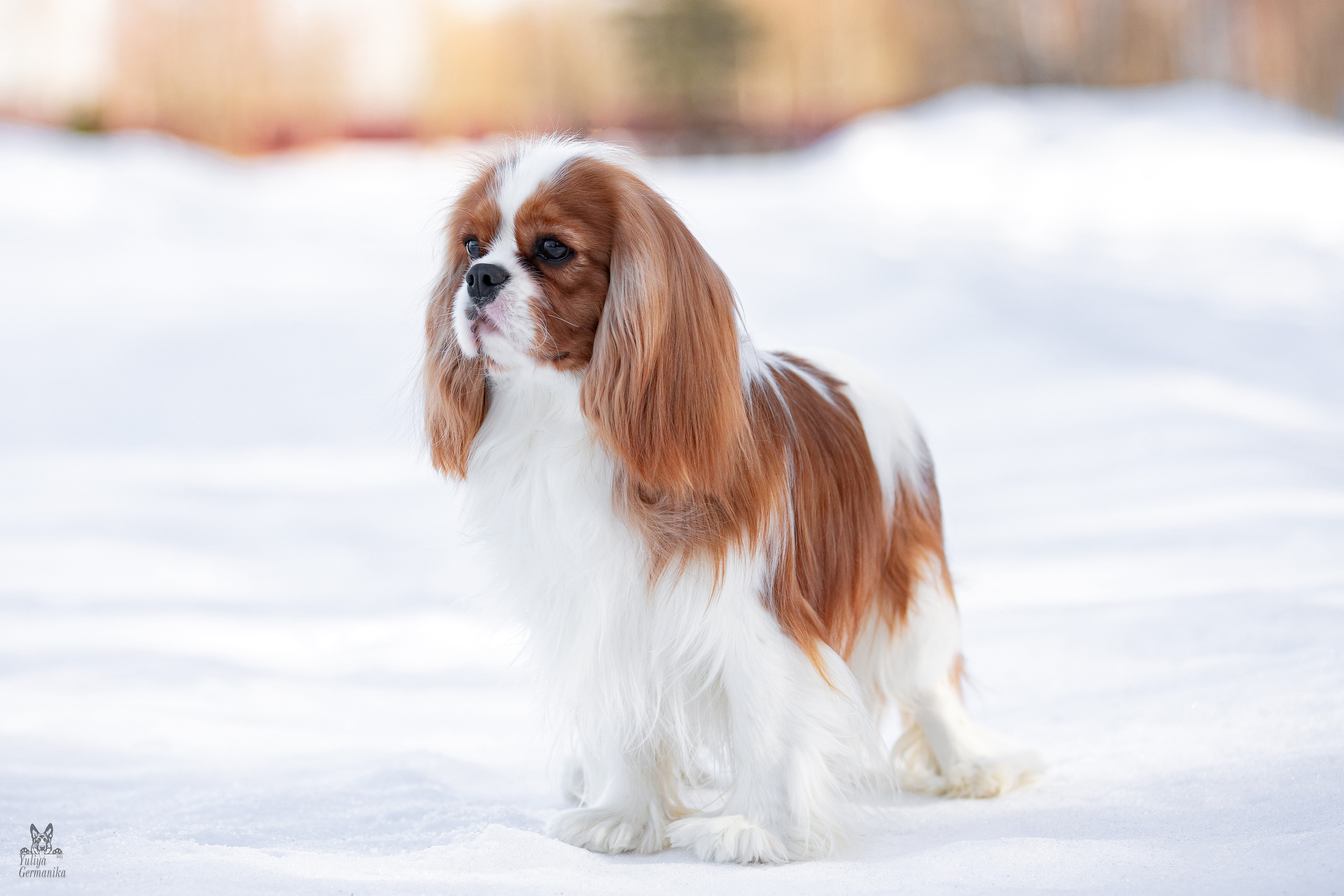 Тверь 19.03.2023. Фотограф-анималист Юлия Германика