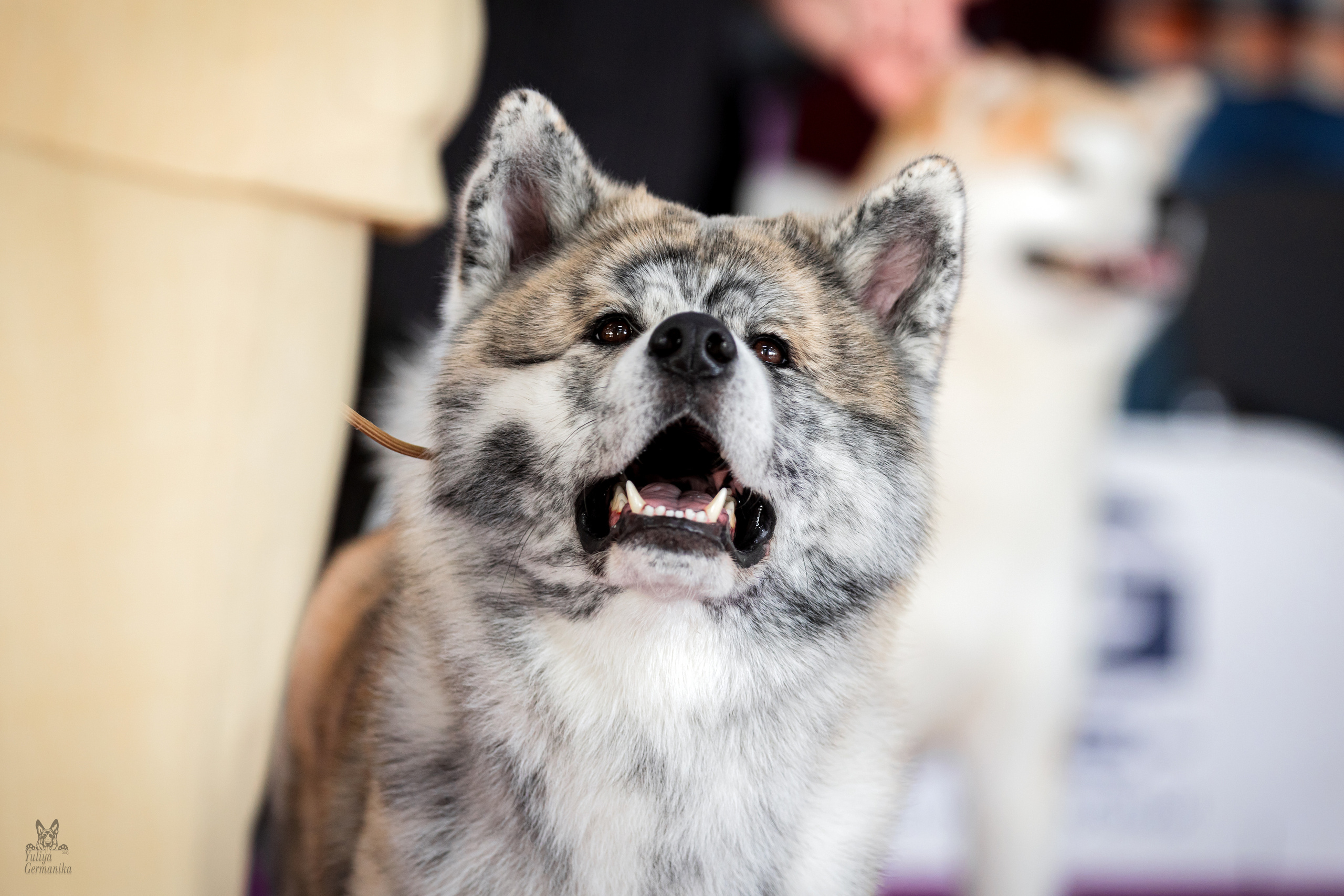 Можайский двор 18.02.2023. Фотограф-анималист Юлия Германика