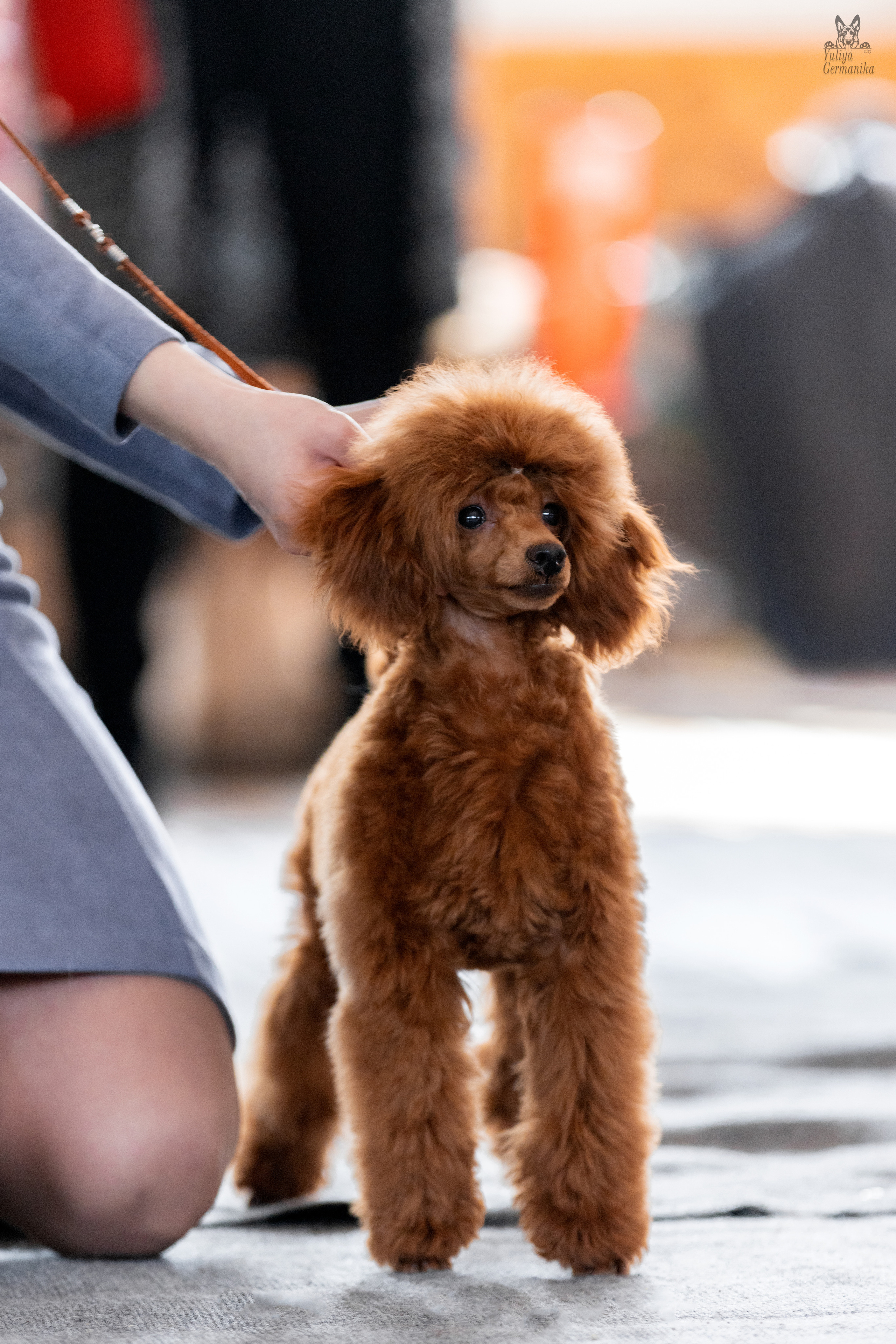 Тверь 19.03.2023. Фотограф-анималист Юлия Германика