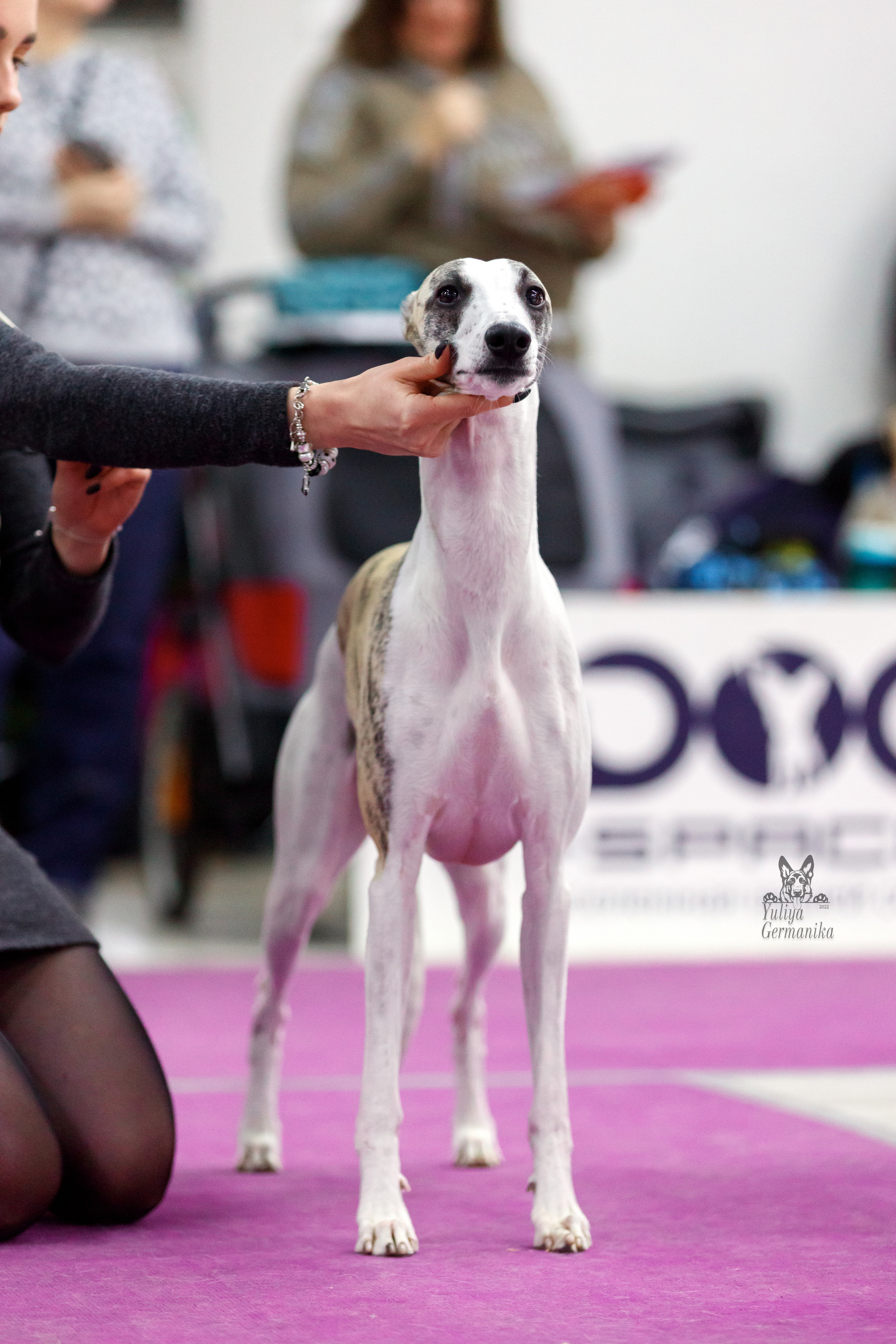 Чайна-Таун 3 и 10.12.2022. Фотограф-анималист Юлия Германика