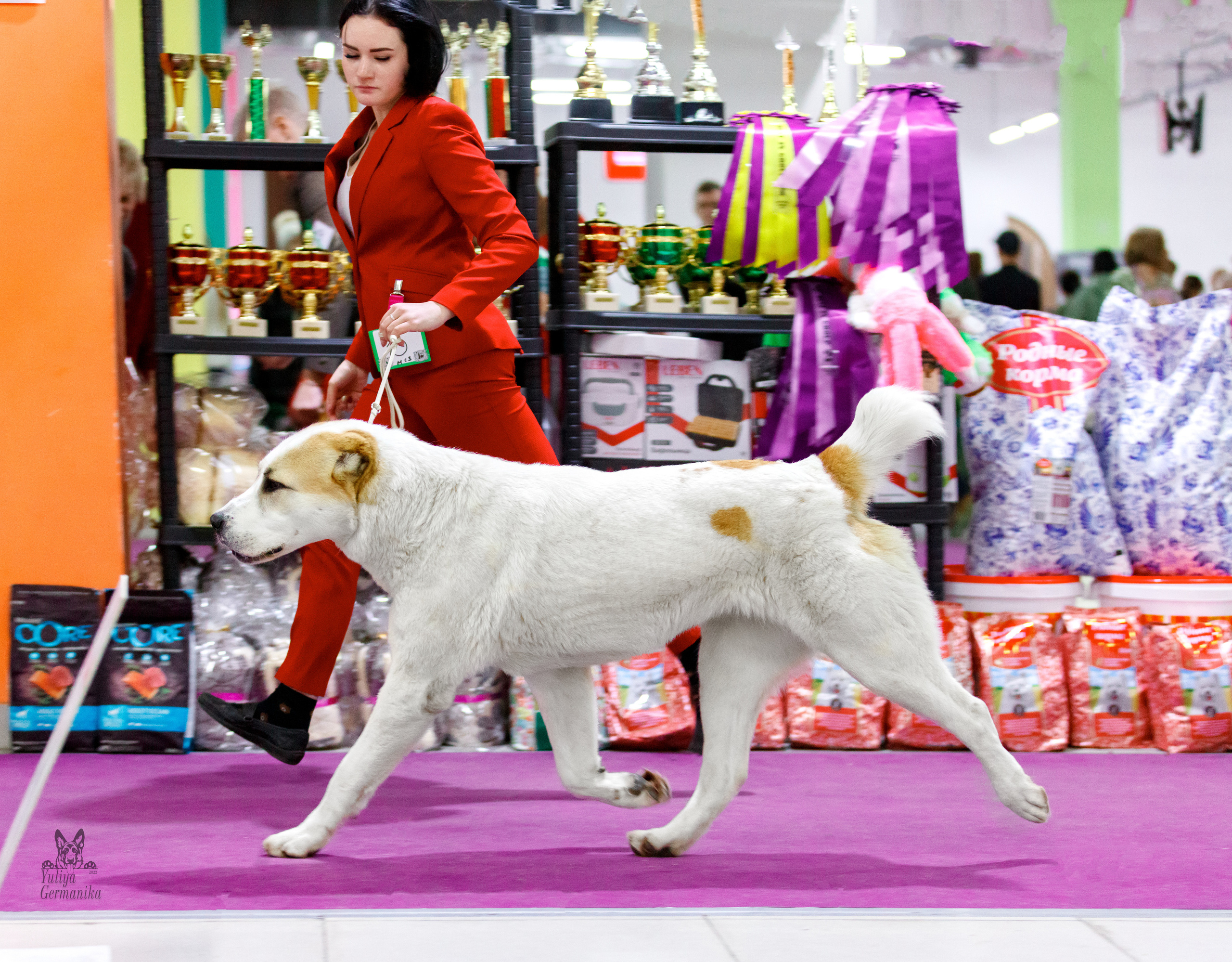 Чайна-Таун 3 и 10.12.2022. Фотограф-анималист Юлия Германика