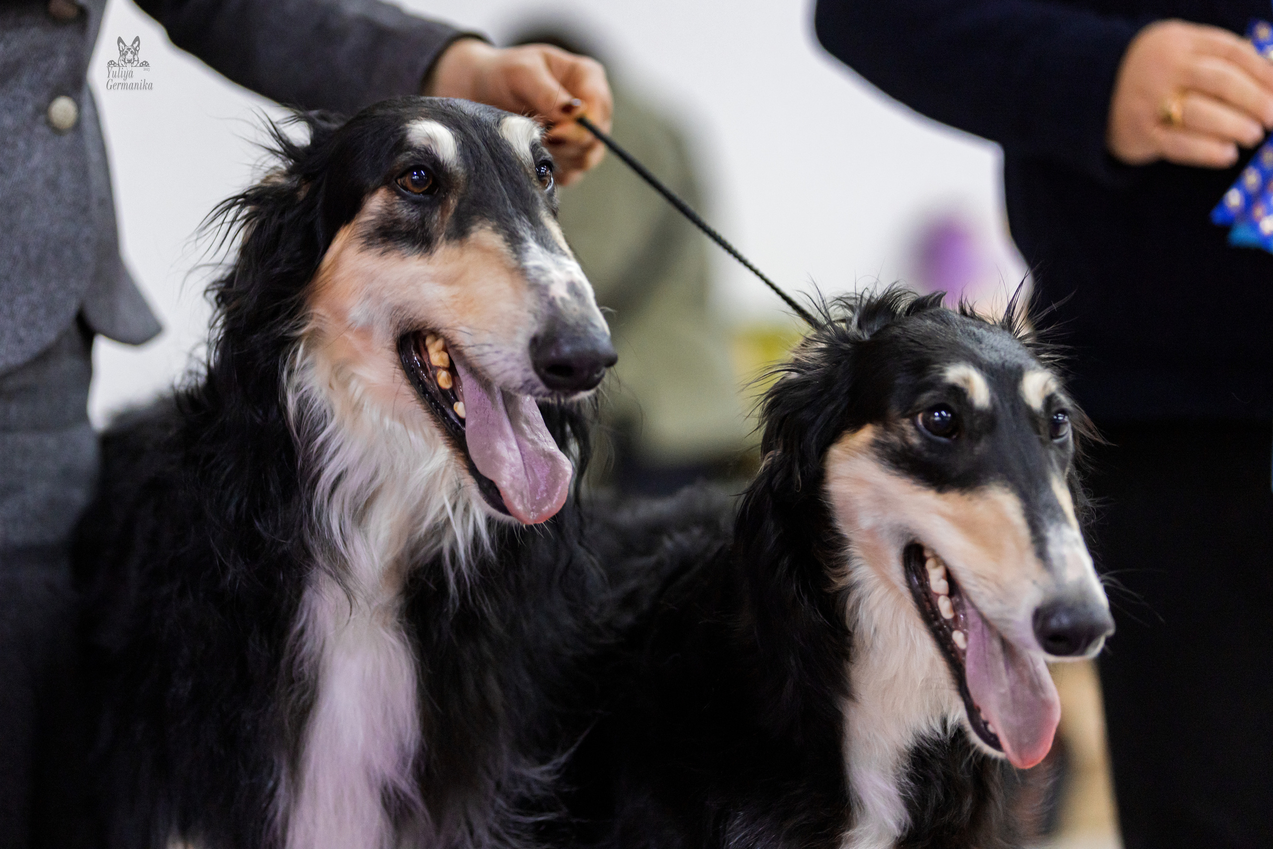 Чайна-Таун 4-5.02.2023. Фотограф-анималист Юлия Германика