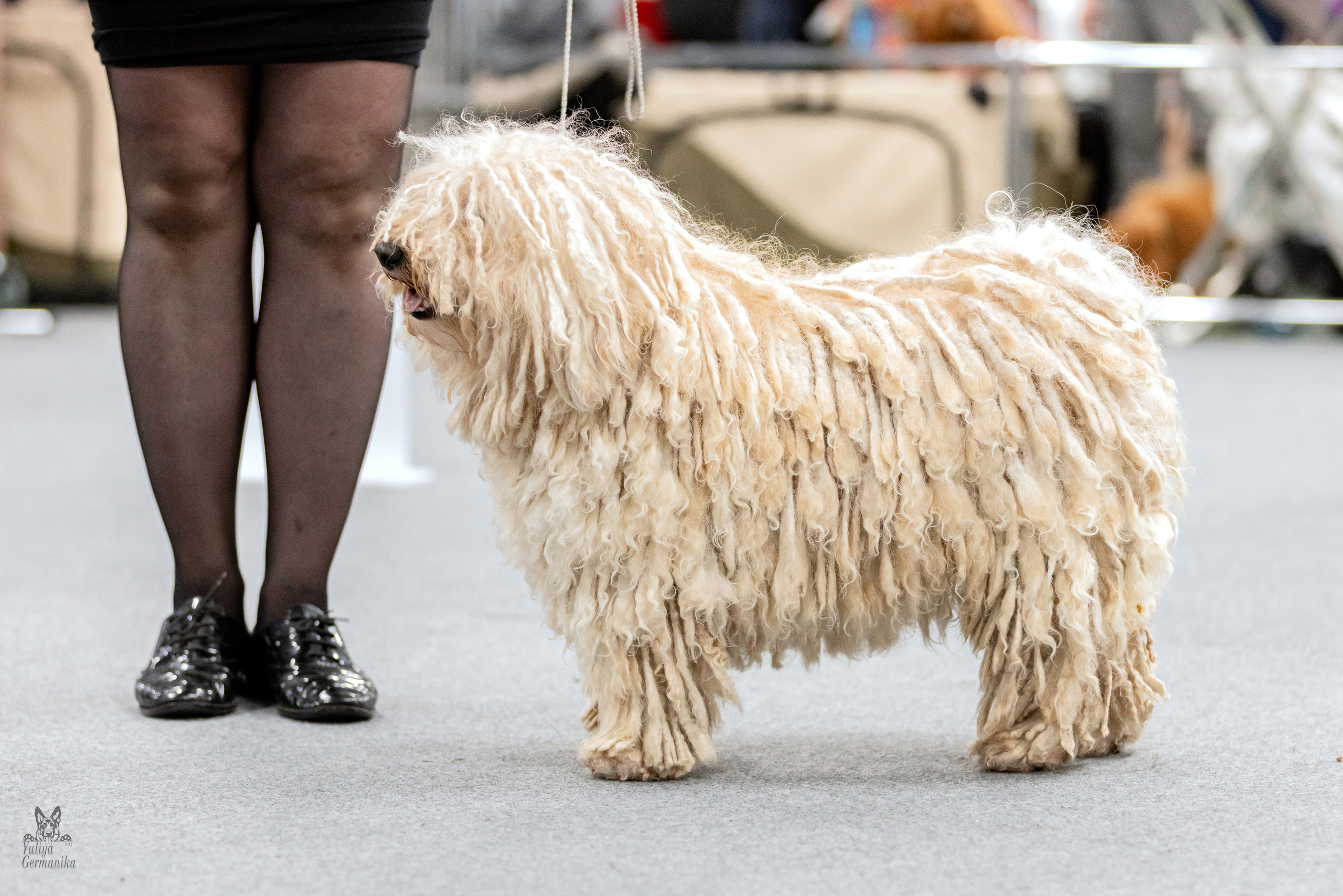 Сфера 5.03.2023. Фотограф-анималист Юлия Германика