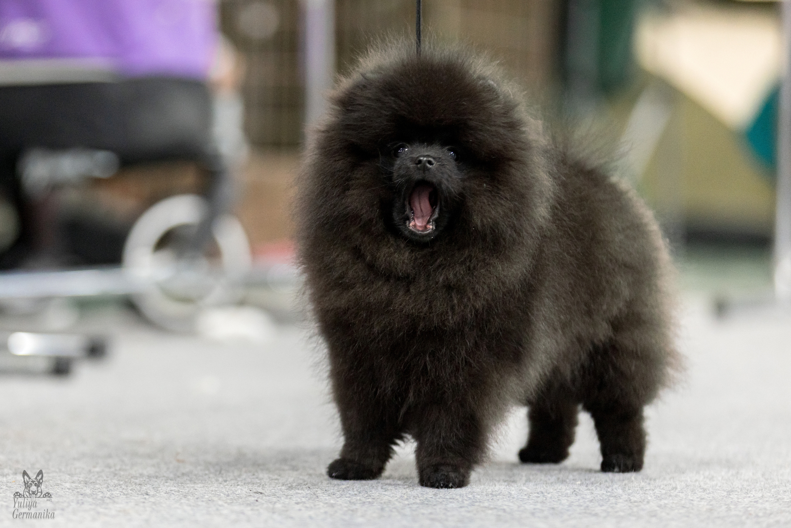 Сфера 5.03.2023. Фотограф-анималист Юлия Германика