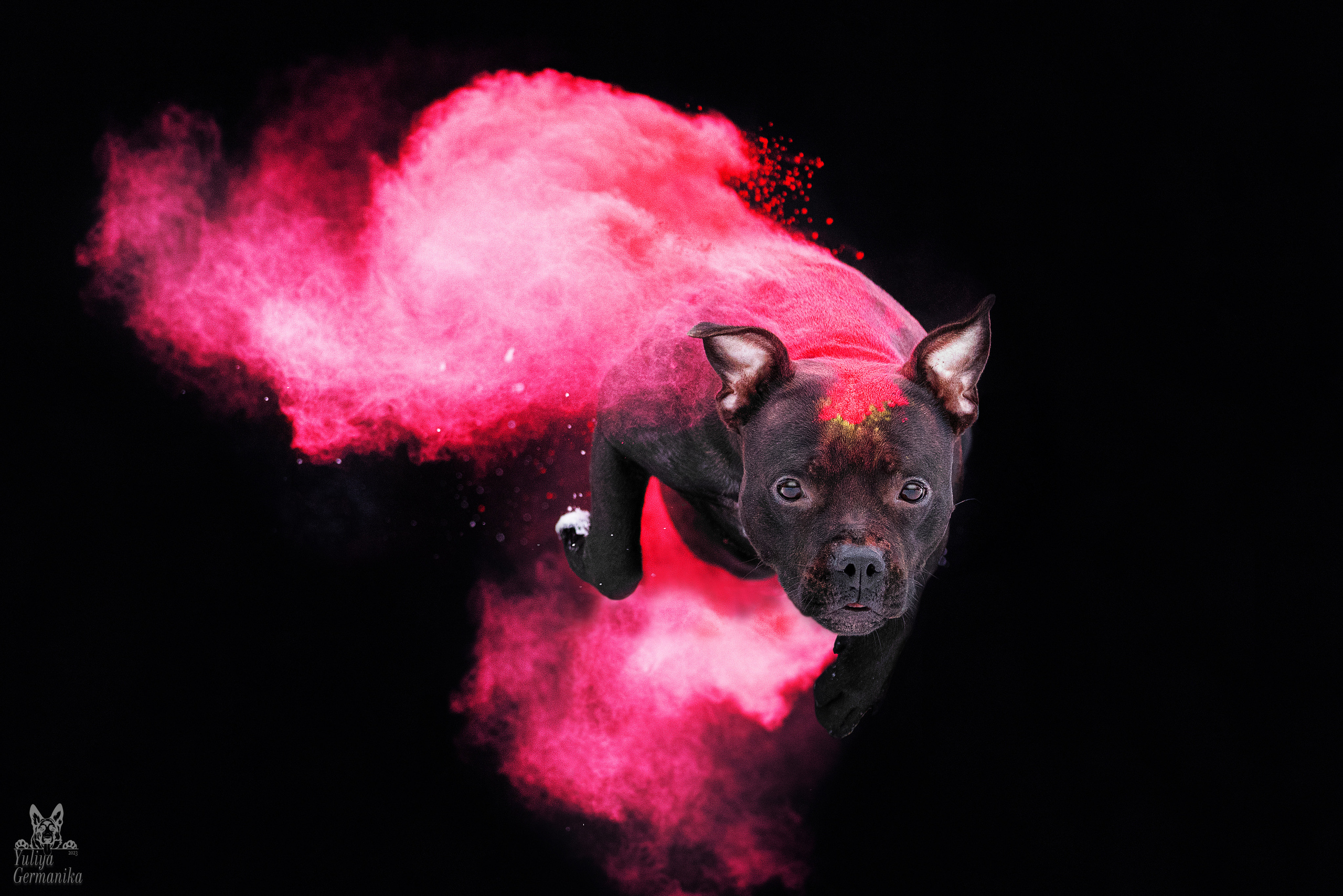 Краски Холли. Фотограф-анималист Юлия Германика