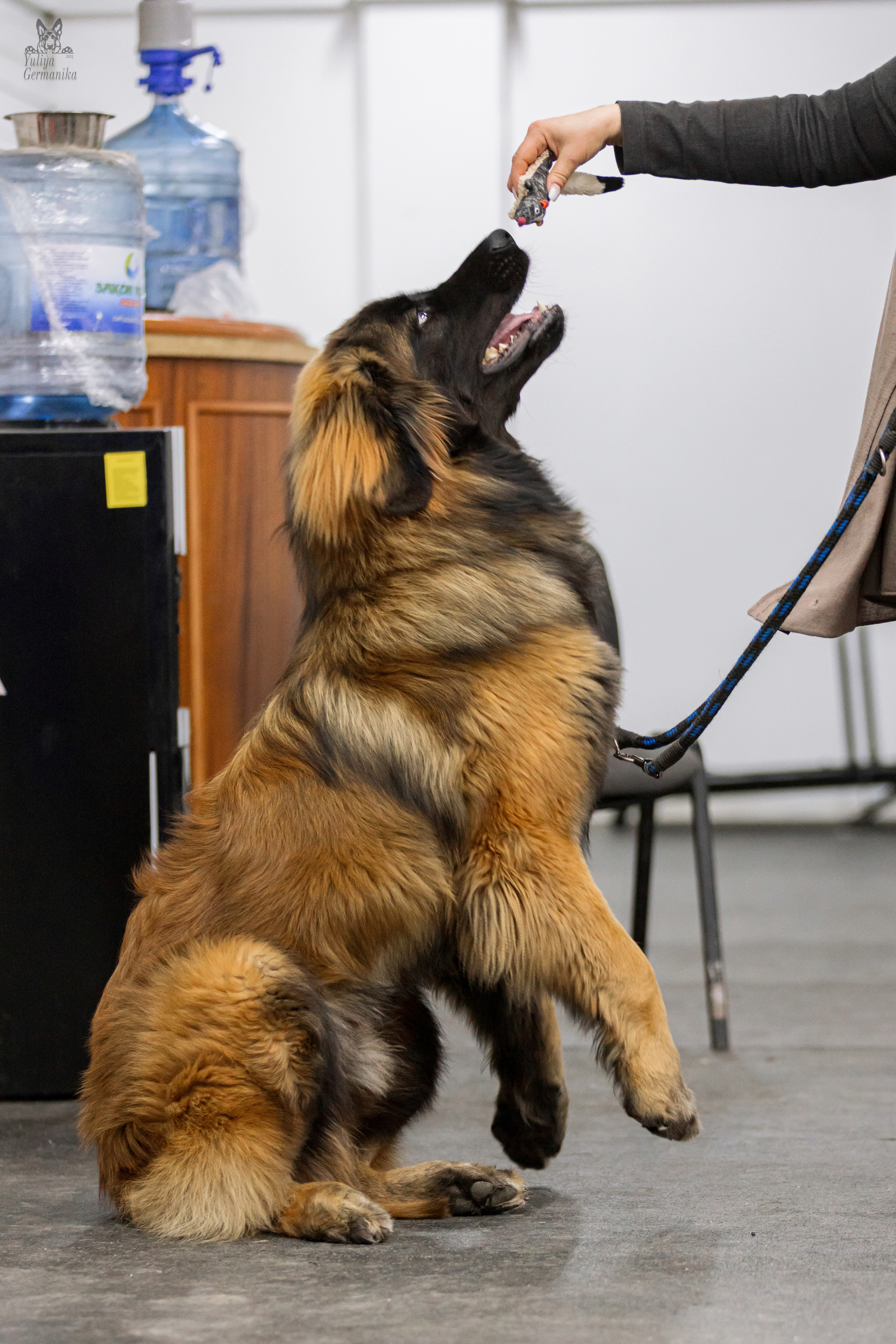 Чайна-Таун 4-5.02.2023. Фотограф-анималист Юлия Германика