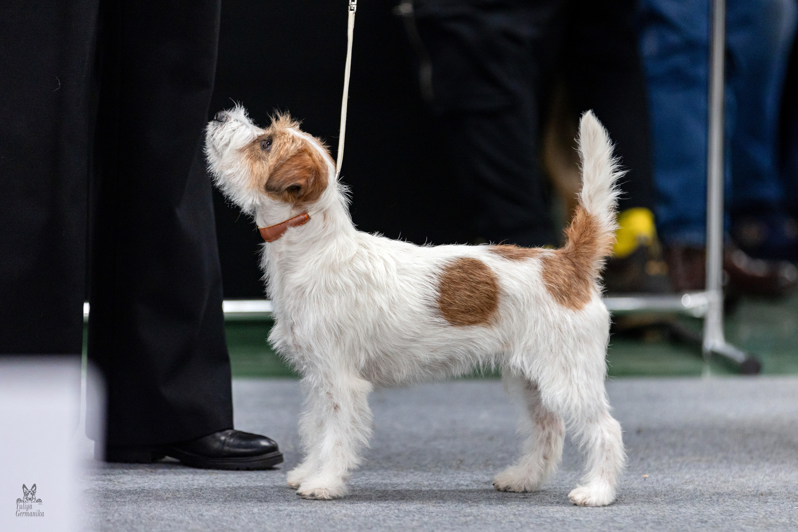 Сфера 5.03.2023. Фотограф-анималист Юлия Германика