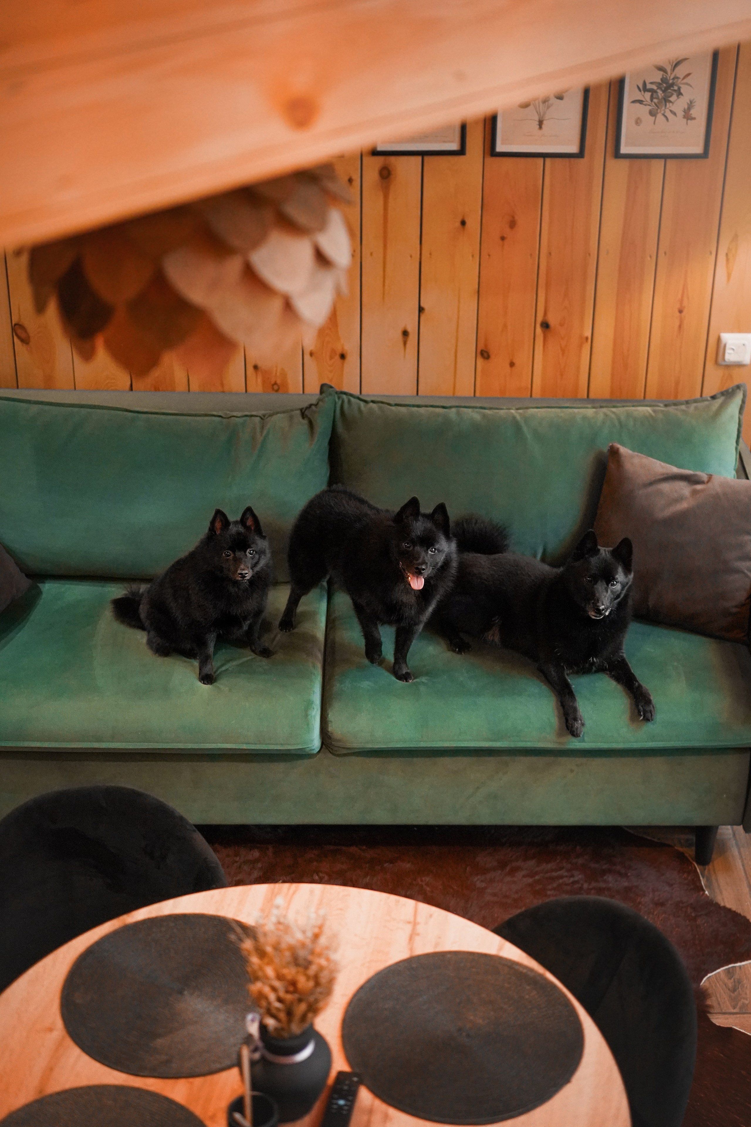 Аня Мишель Арчи и Майкл. Фотограф-анималист в Санкт-Петербурге Яна Мартынова