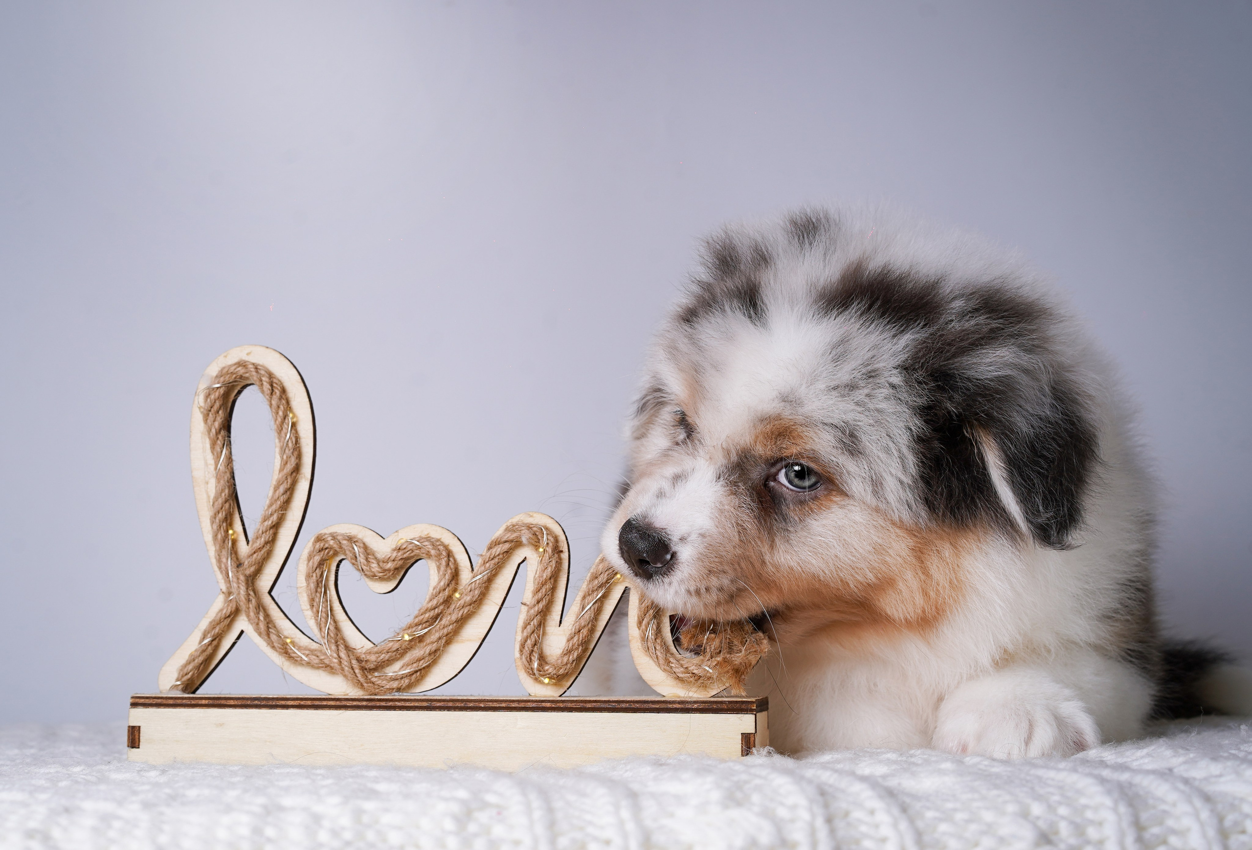 Щенки аусси. Фотограф-анималист в Санкт-Петербурге Яна Мартынова