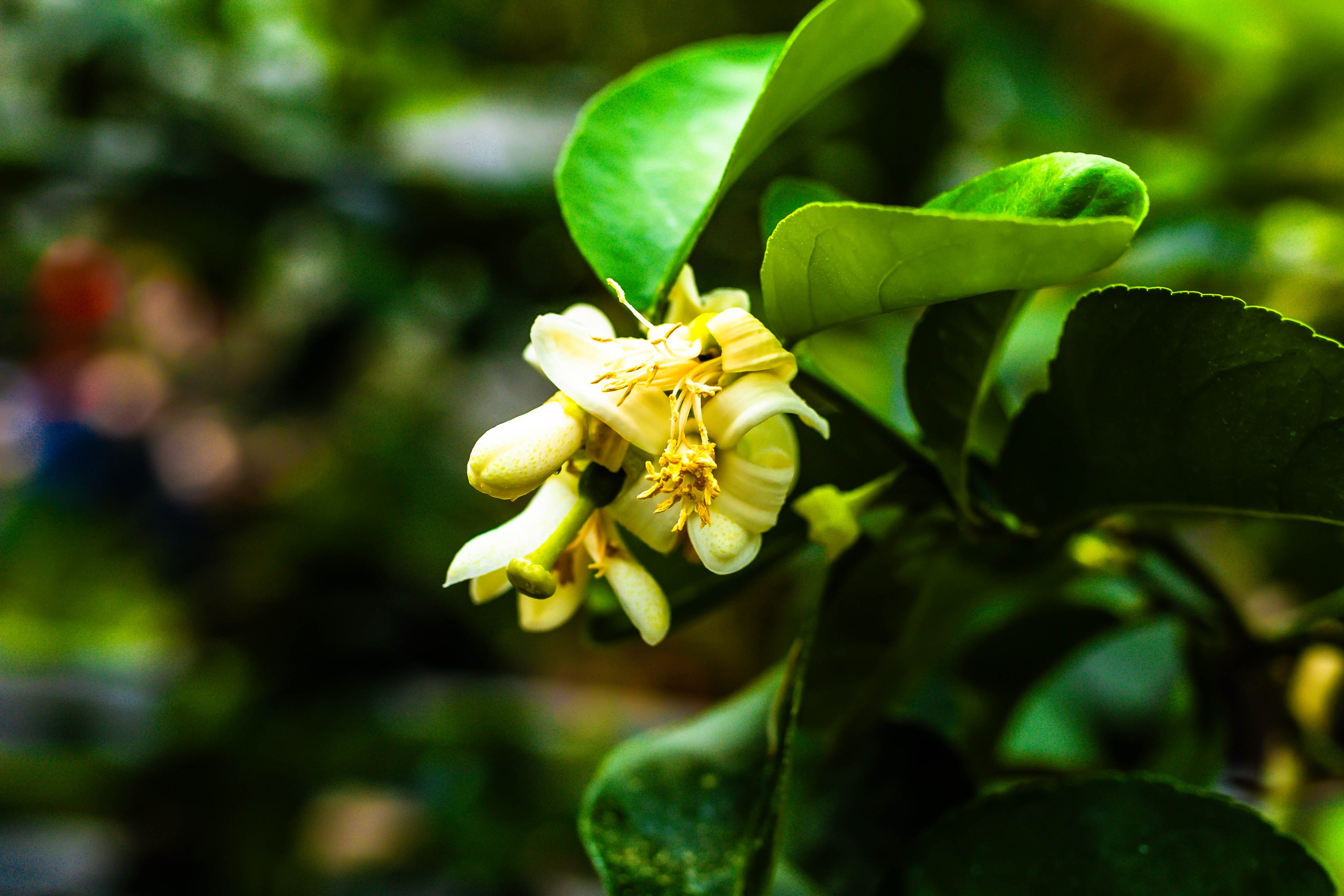 Фотографии природы Липецка. Свадебный и семейный фотограф Виолетта в Липецке