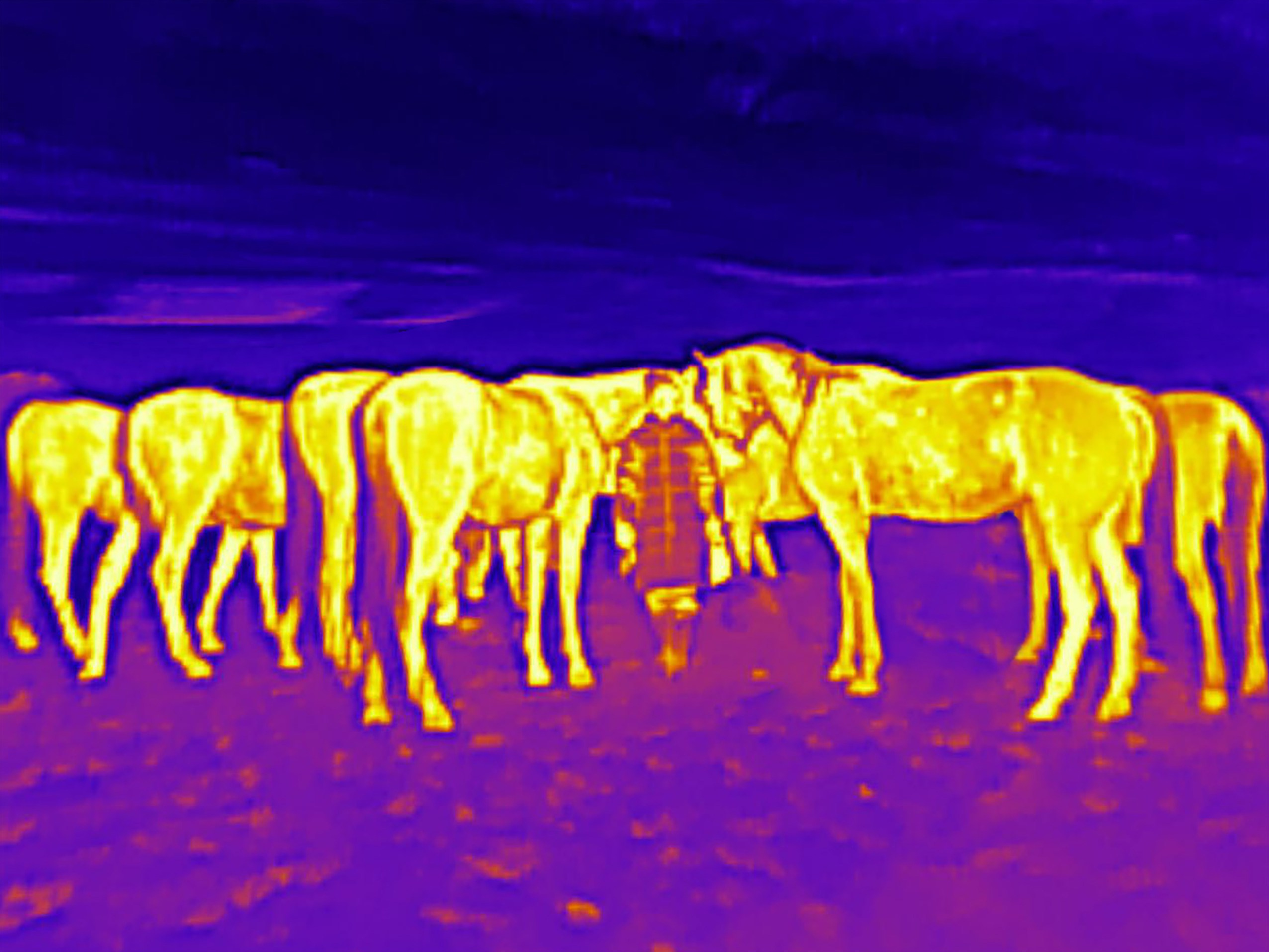 Если б я была удавом / If I were a boa constrictor. Visual artist Olga Burmistrova