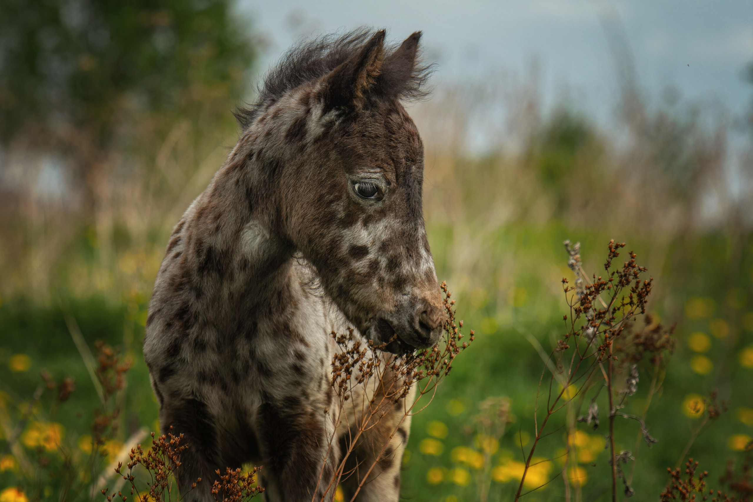 Лошади. Фотограф-анималист Юлия Зубкова