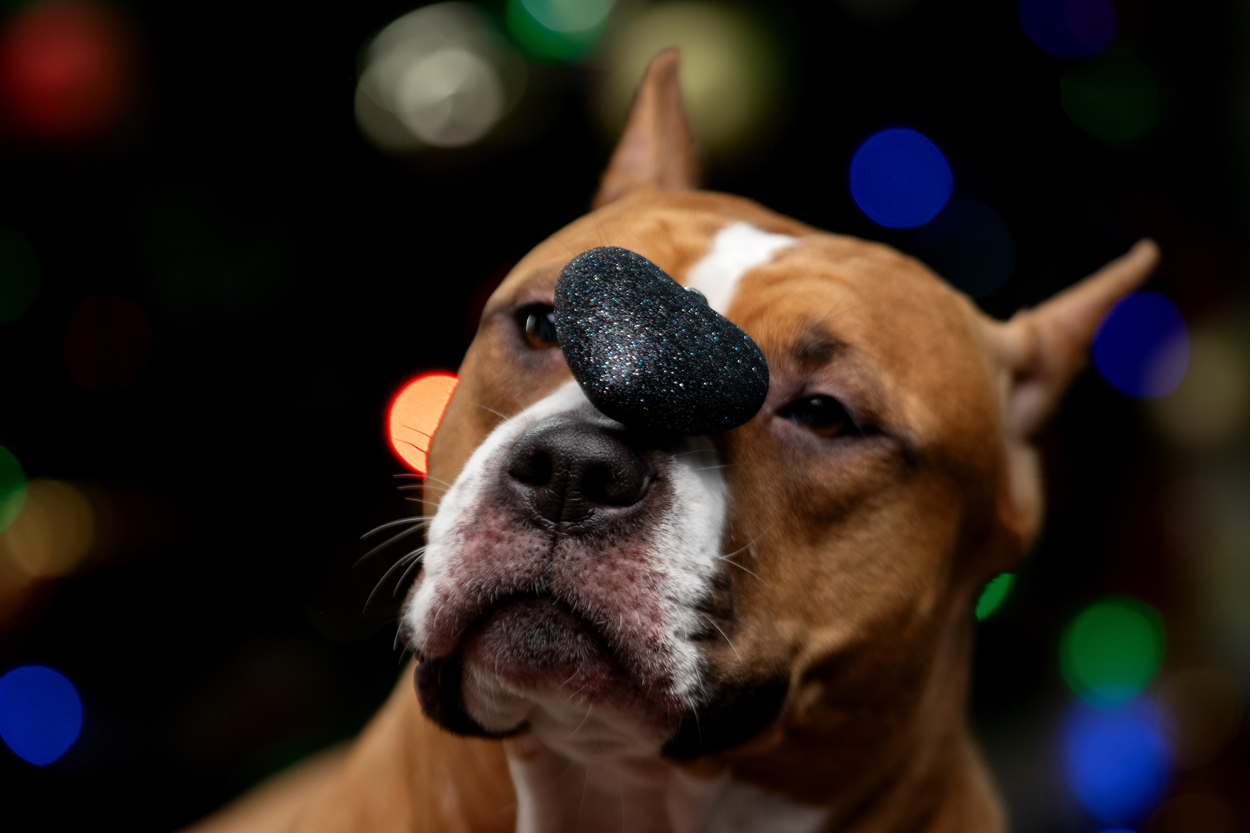 Отзывы. Фотограф-анималист Юлия Зубкова