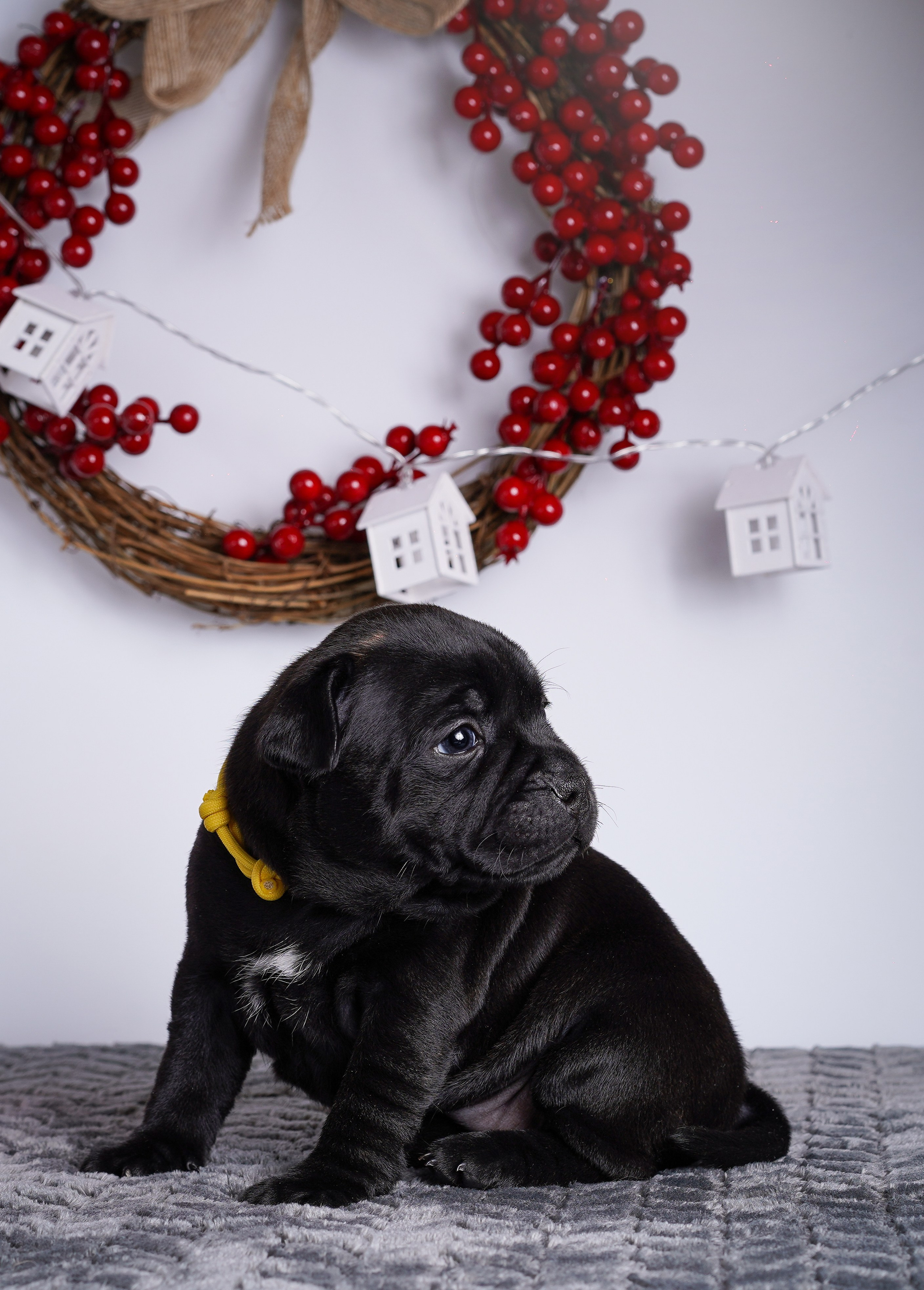 Щенки стаффи. Фотограф-анималист в Санкт-Петербурге Яна Мартынова