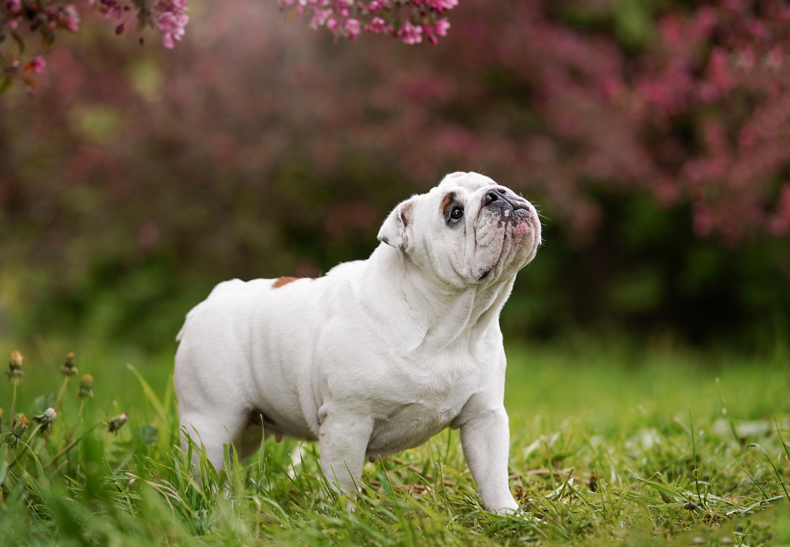Фасолька в саду. Фотограф-анималист в Санкт-Петербурге Яна Мартынова