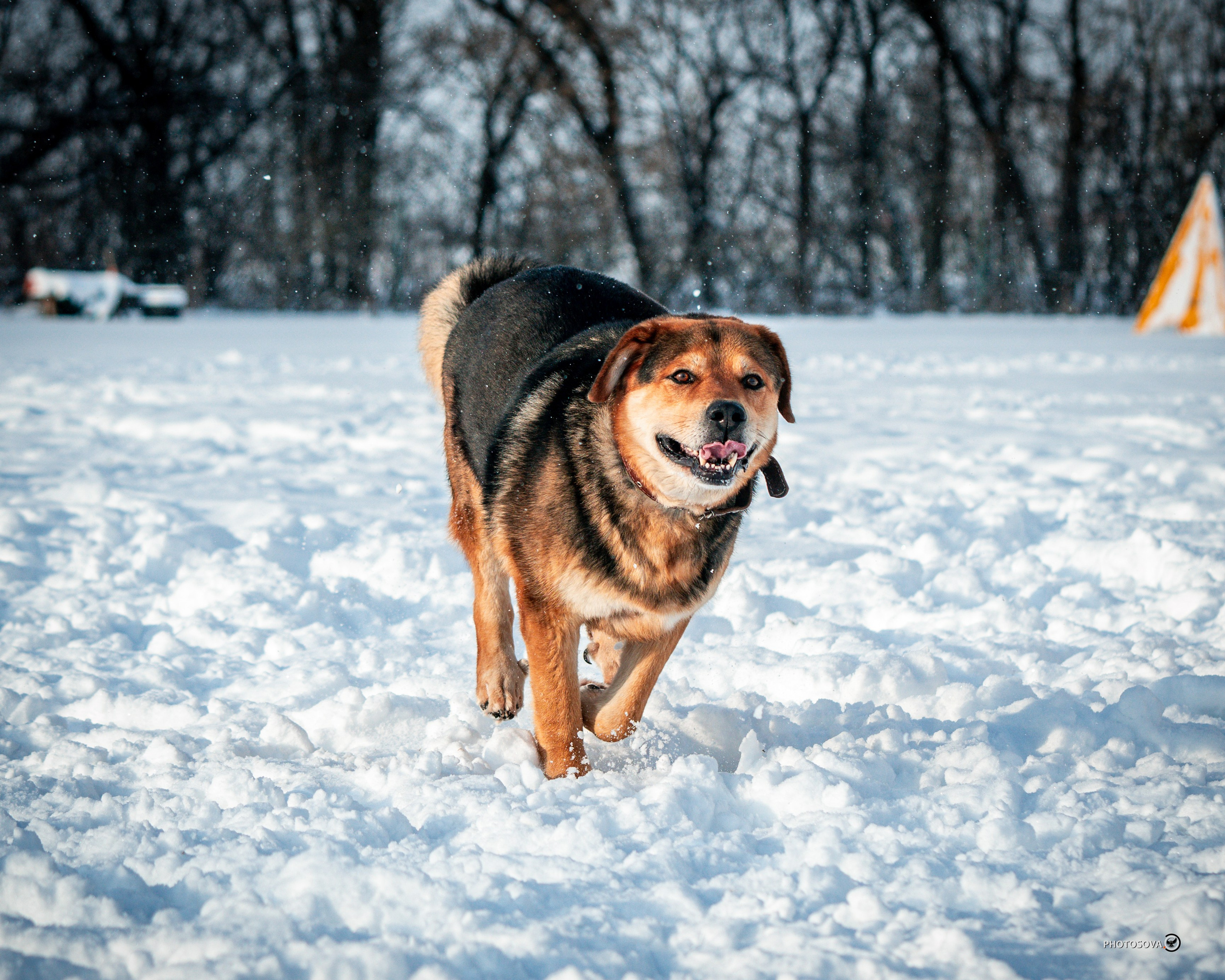 ФОТОПАМЯТЬ ВАШИХ ЭМОЦИЙ. Фотограф-анималист, семейный фотограф в Москве и Подмосковье. Фотосъёмка кинологических дисциплин