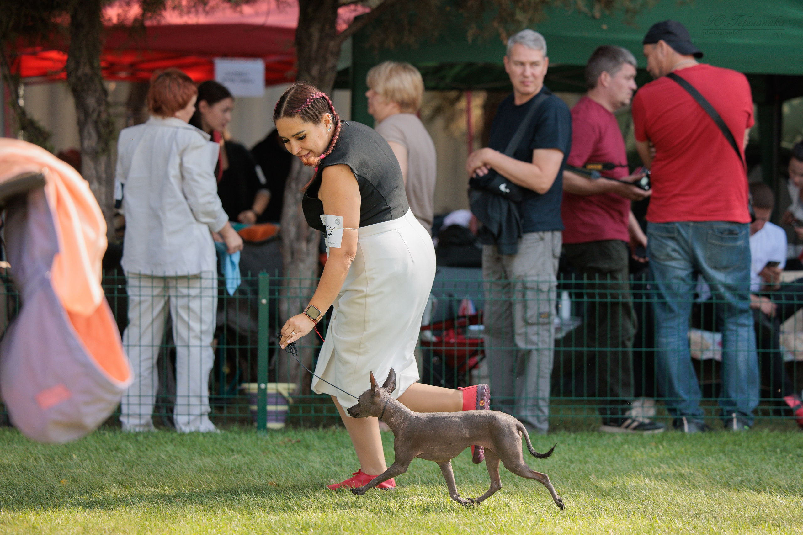 Бишкек 3х CACIB 26-28.09.2025. Фотограф-анималист Юлия Германика