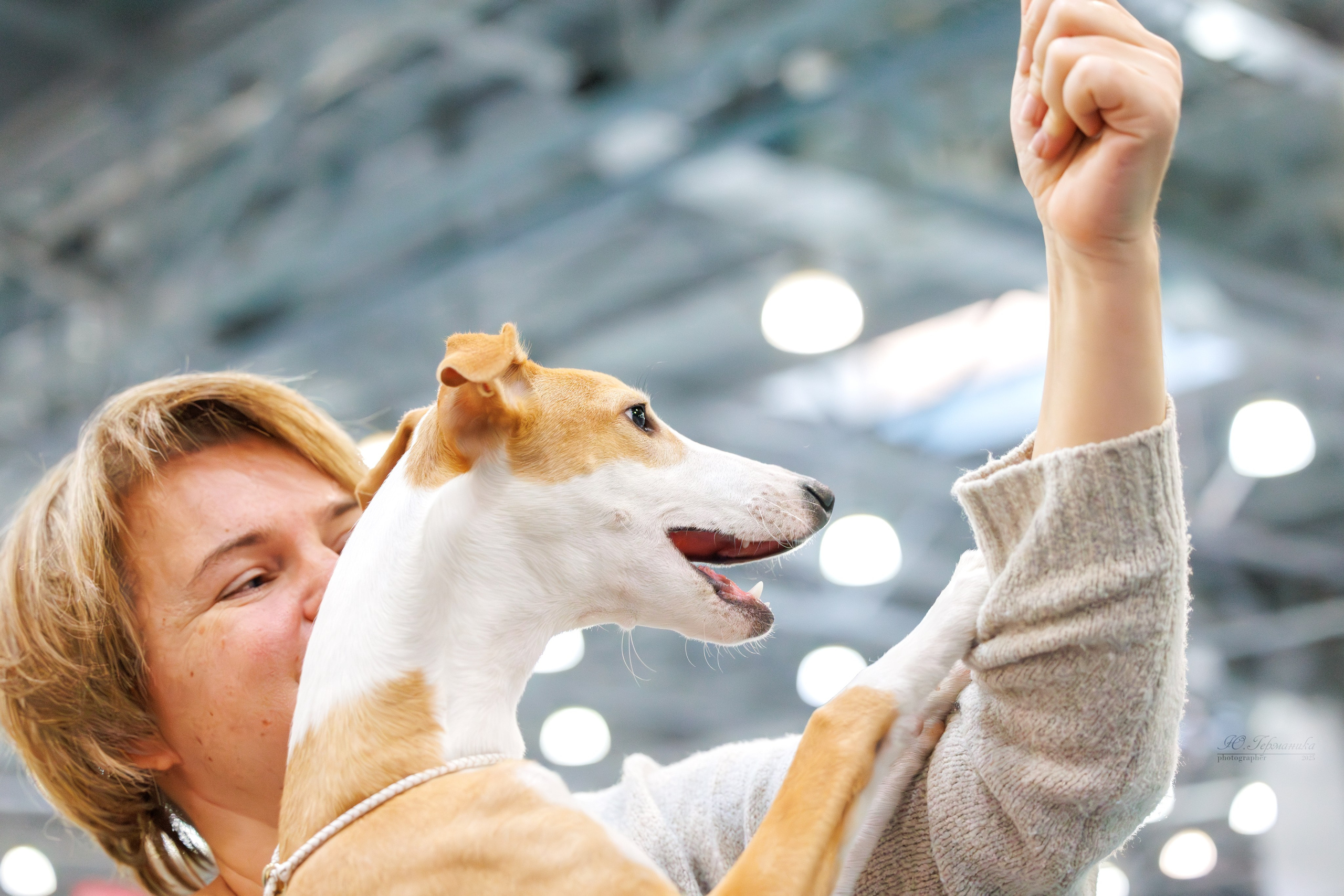 Питер ротвейлеры 18.01,Крокус 19.01.2025. Фотограф-анималист Юлия Германика