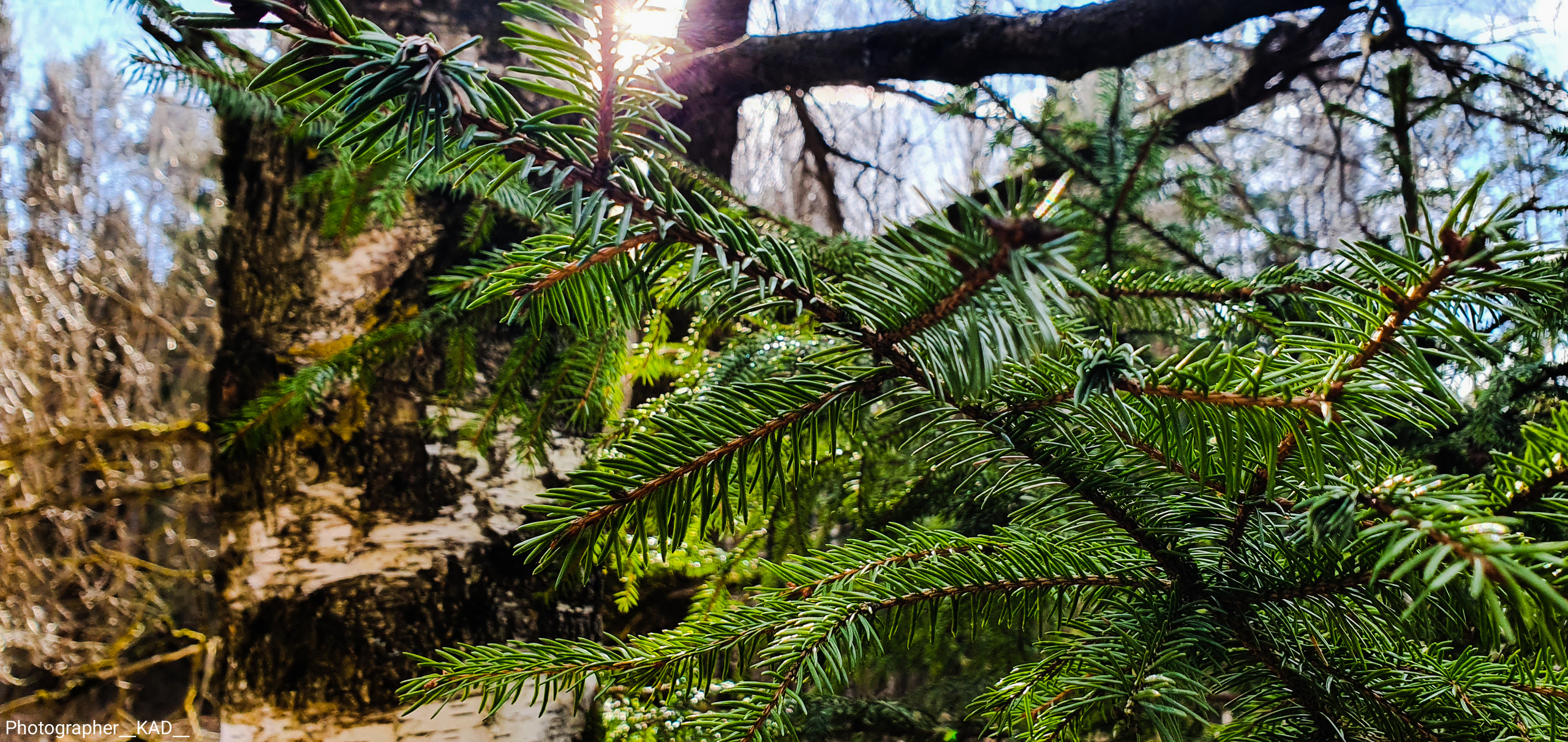 Макросъемка. Photographer K.A.D