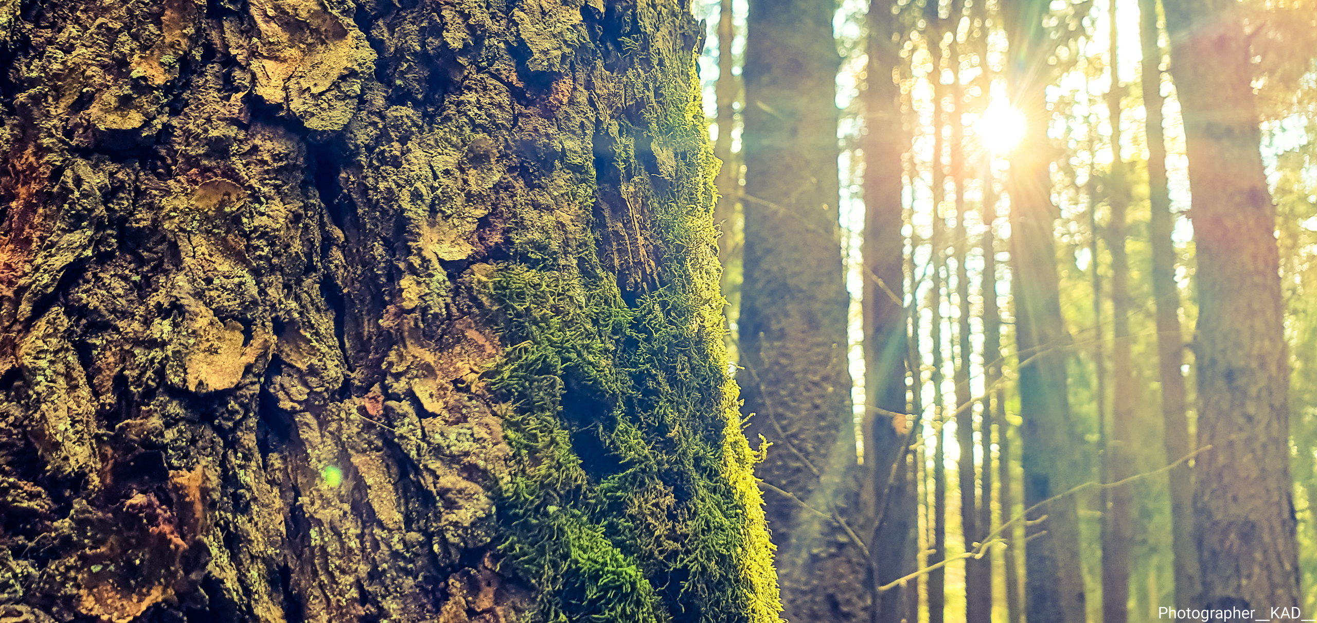 Макросъемка. Photographer K.A.D