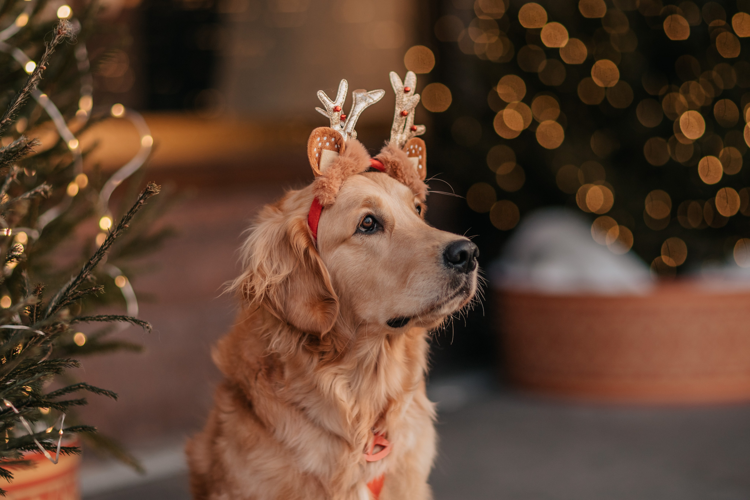 Бетти, Катя и Лёша. Новогодняя история. Семейный фотограф анималист Мария Крючкова