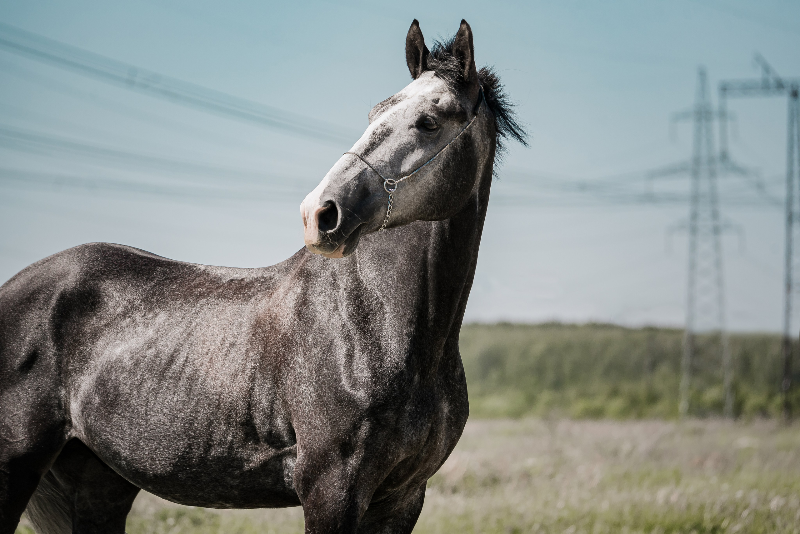 Волхов. Куракина Дарья • Конный фотограф